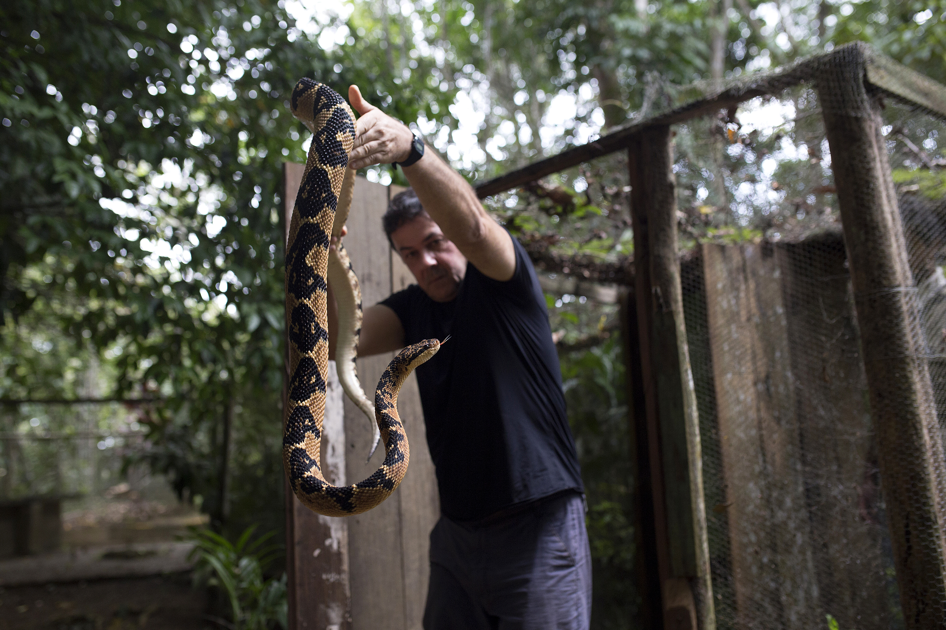 Dr. Rodrigo Souza holds a large bushmaster at his snake sanctuary in Serra Grande, Brazil.