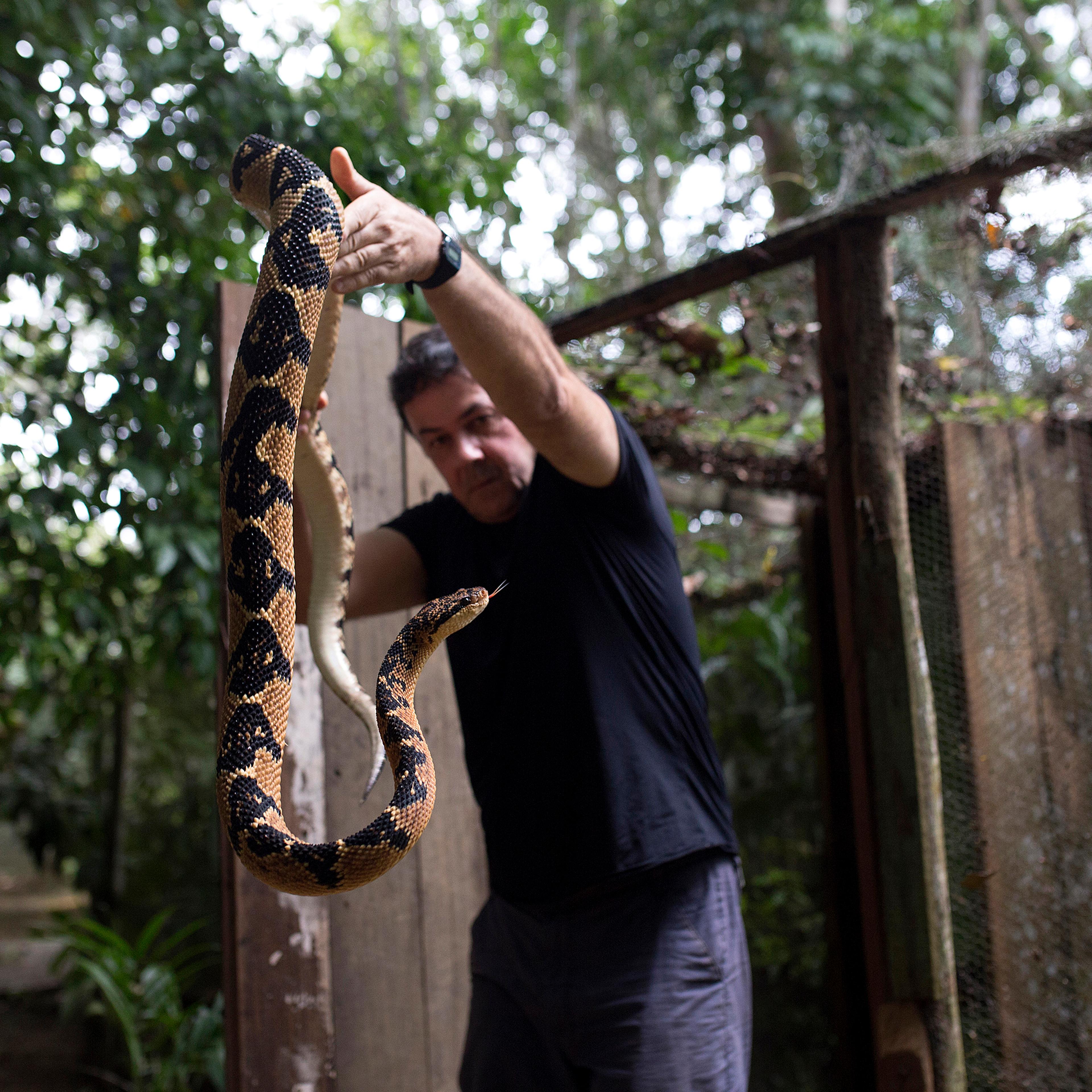 Dr. Rodrigo Souza holds a large bushmaster at his snake sanctuary in Serra Grande, Brazil.