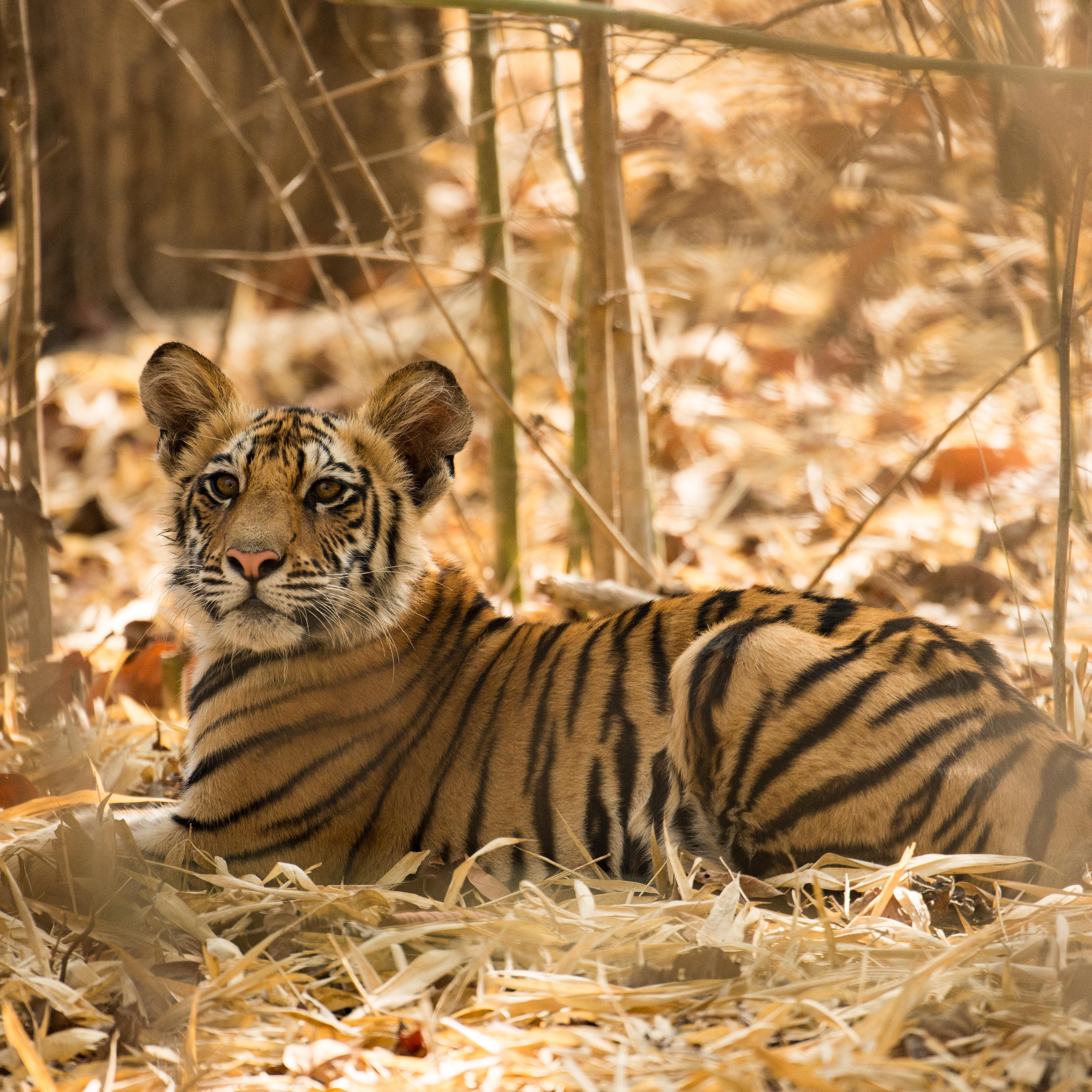 Babysitters Cub: Male Tiger Looks After Young Whilst Mum Hunts