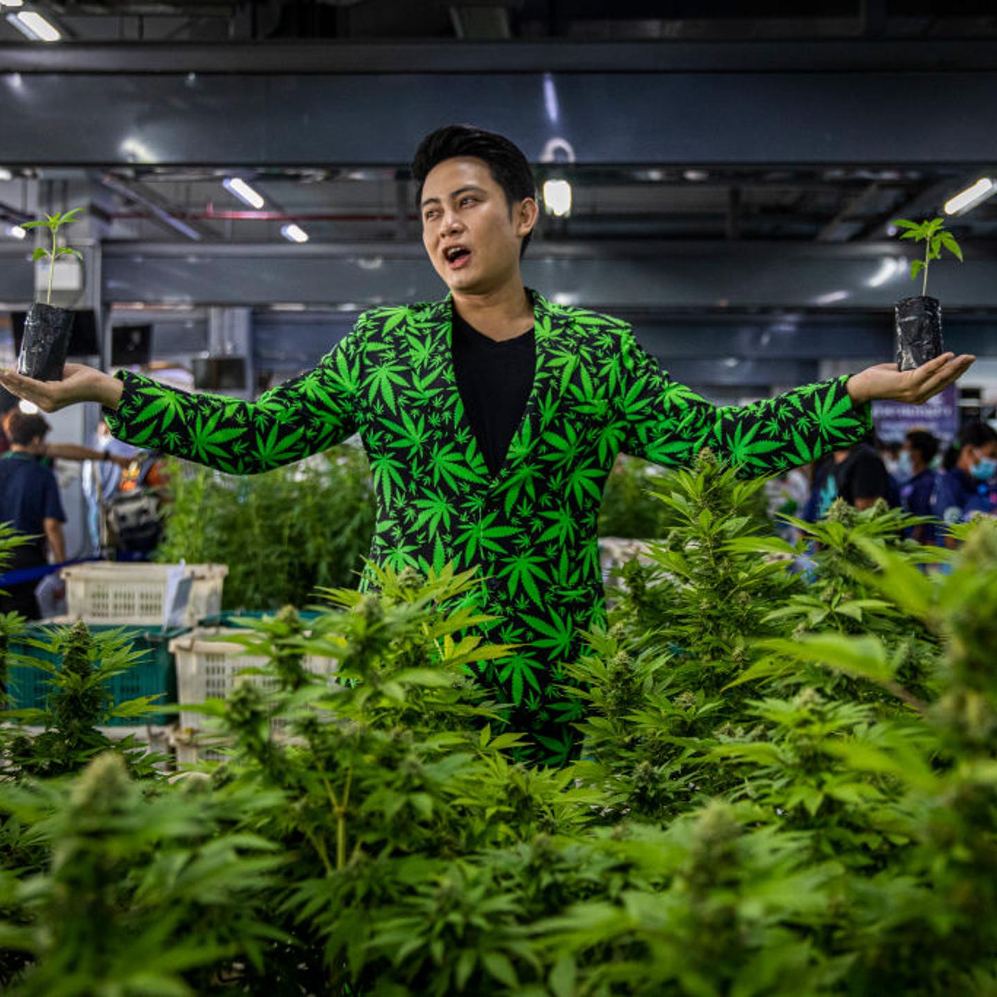 Thailand Legalizes Marijuana