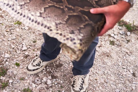 Fighting Florida's Invasive Pythons One Step at a Time