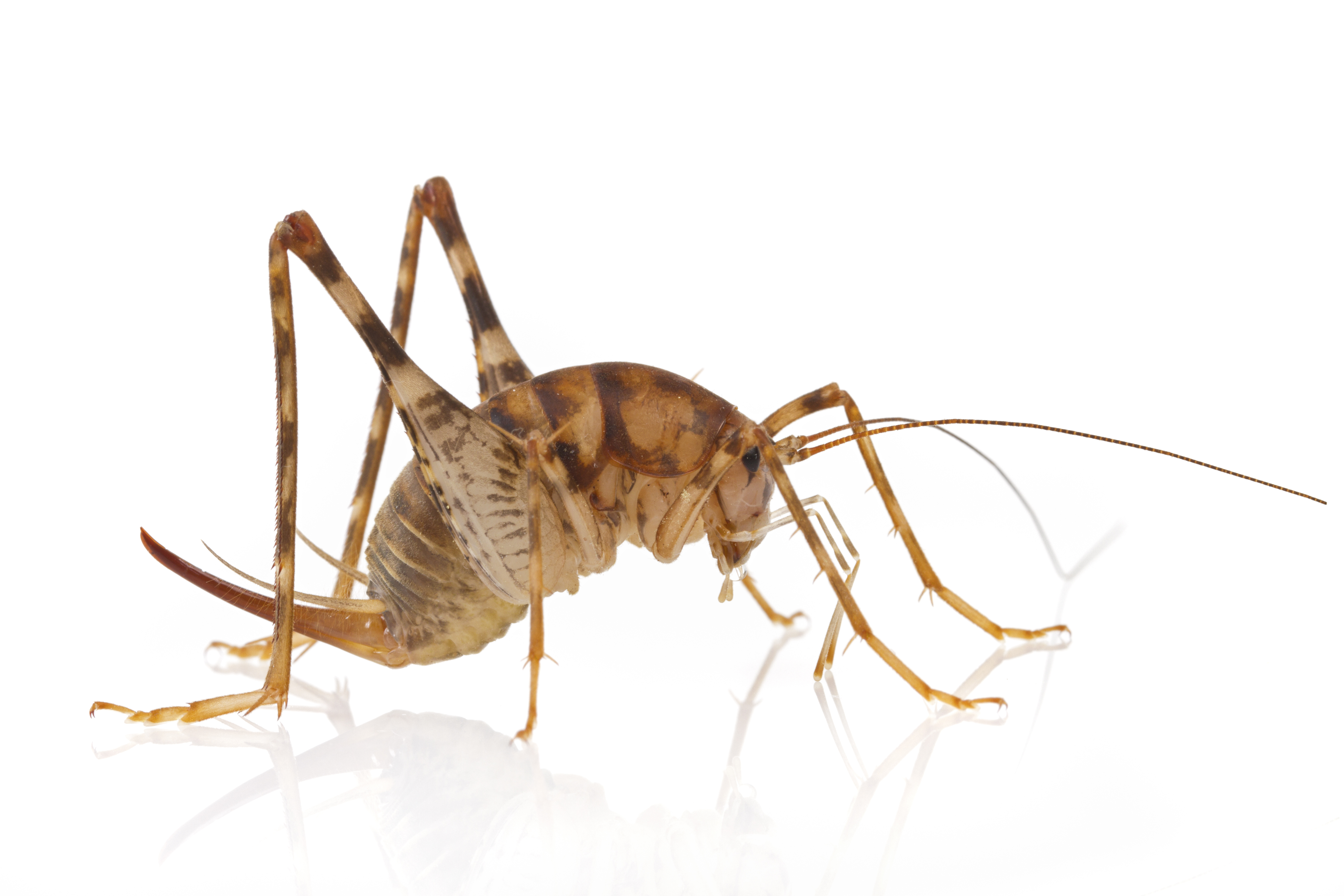 Greenhouse Camel Cricket (Diestrammena asynamora), Woburn, Massachusetts