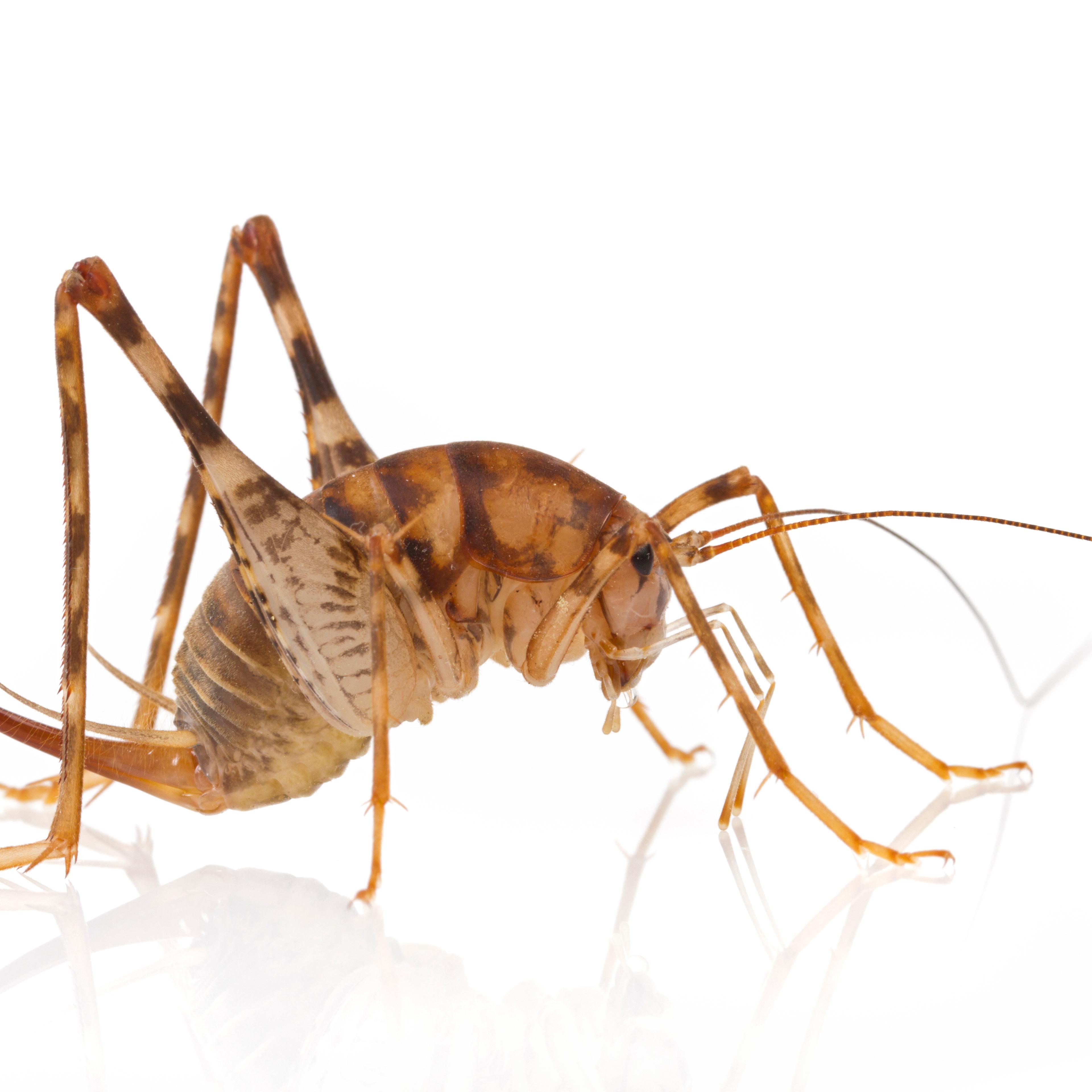 Greenhouse Camel Cricket (Diestrammena asynamora), Woburn, Massachusetts