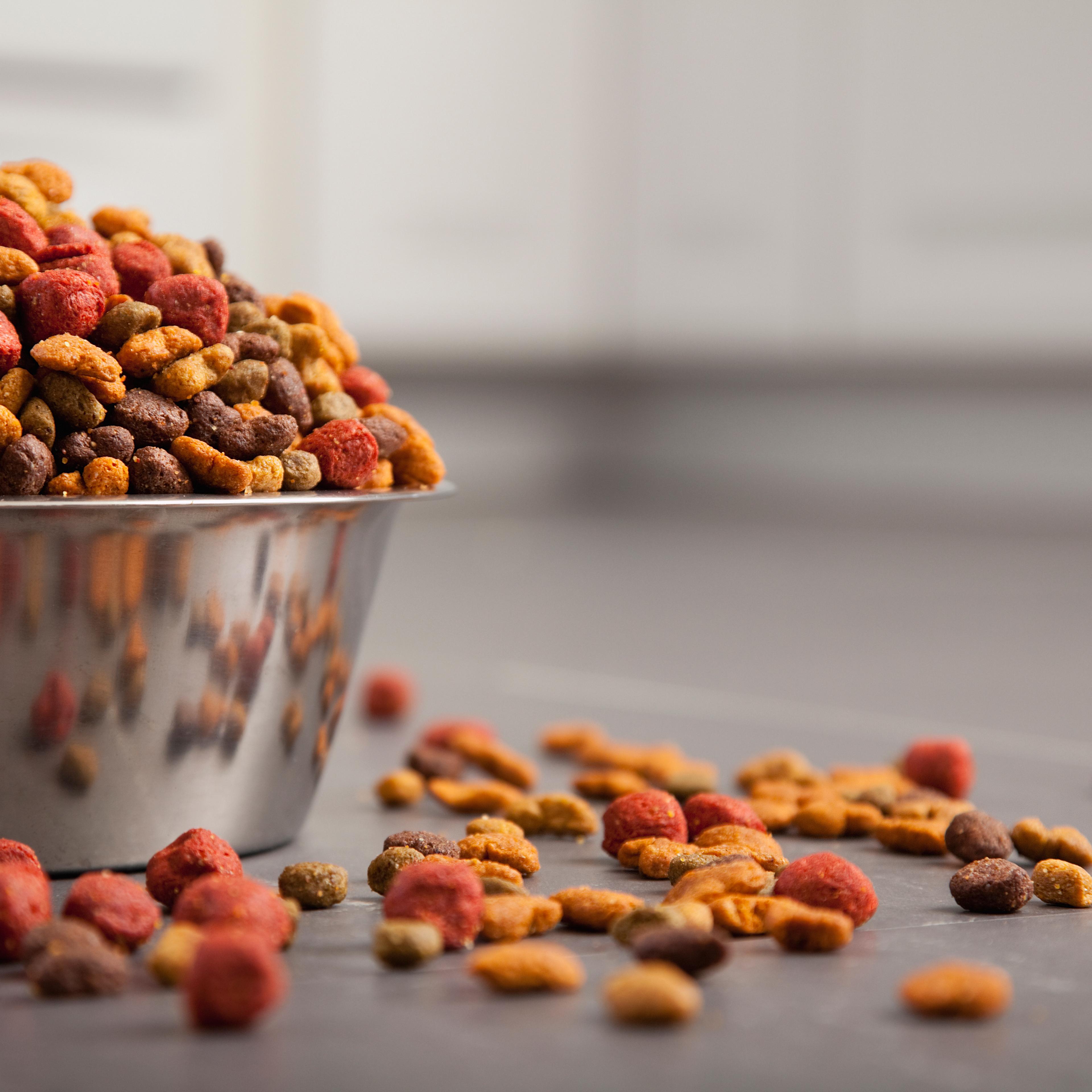 USA, Illinois, Metamora, Close-up of bowl full of dog food