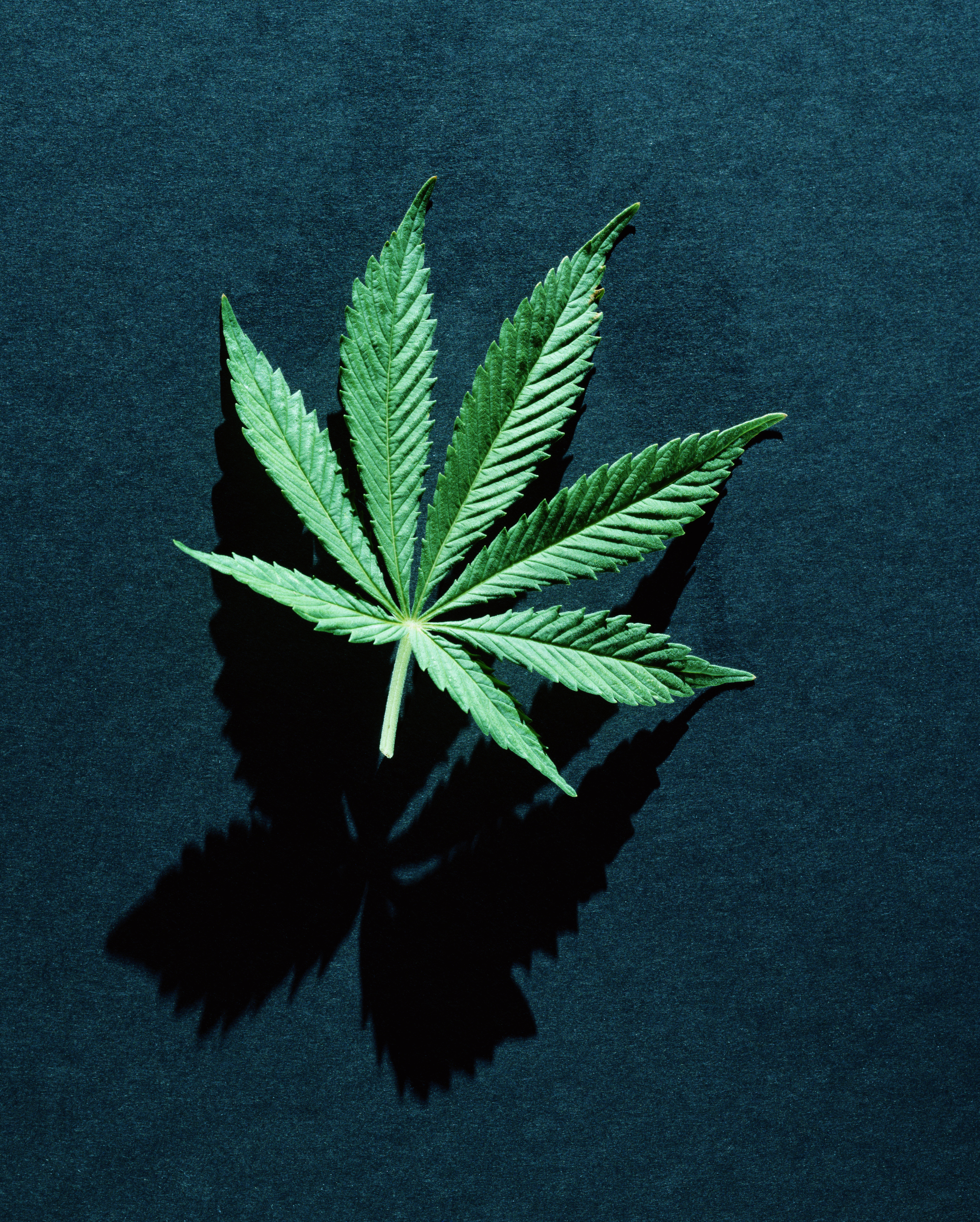 Marijuana leaf