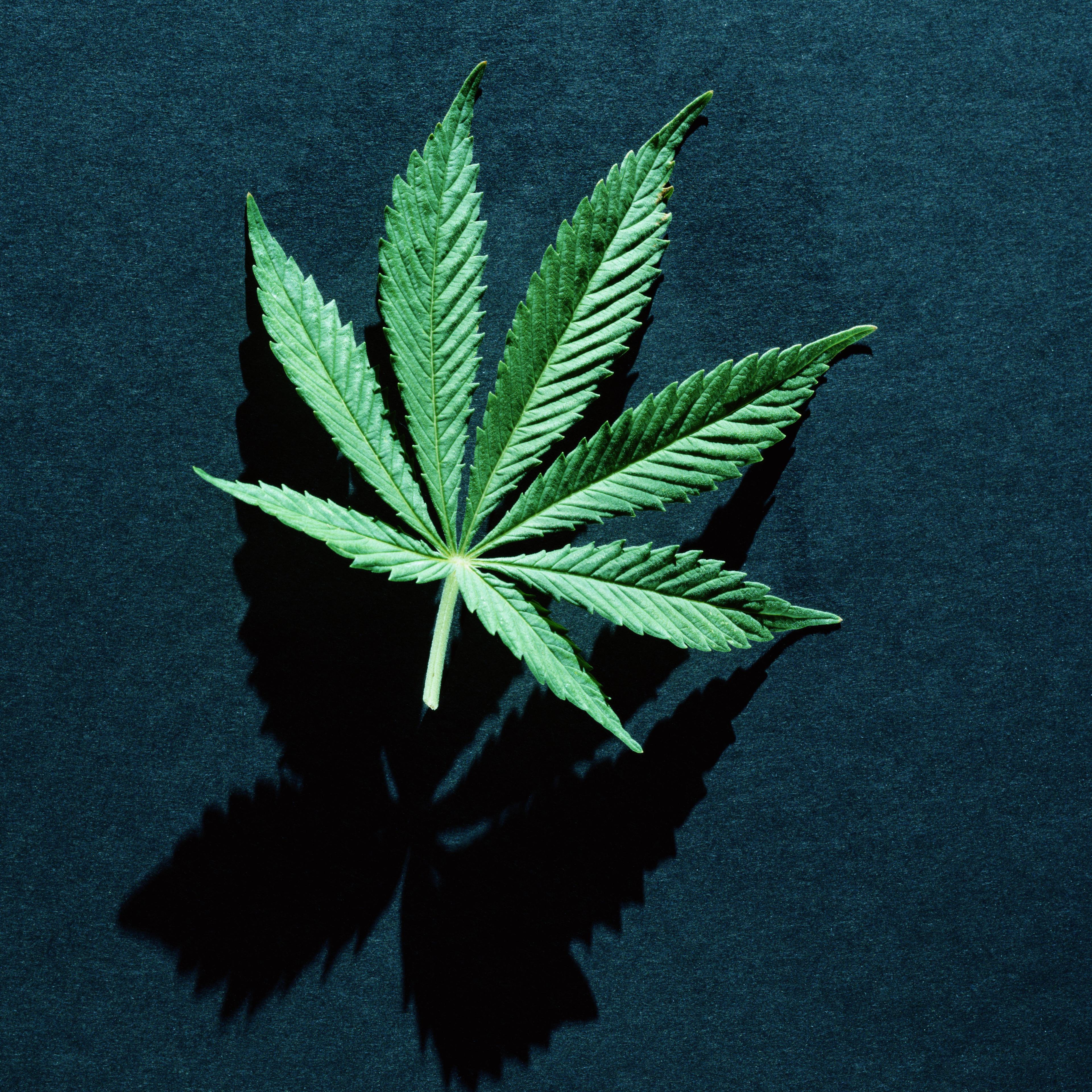 Marijuana leaf