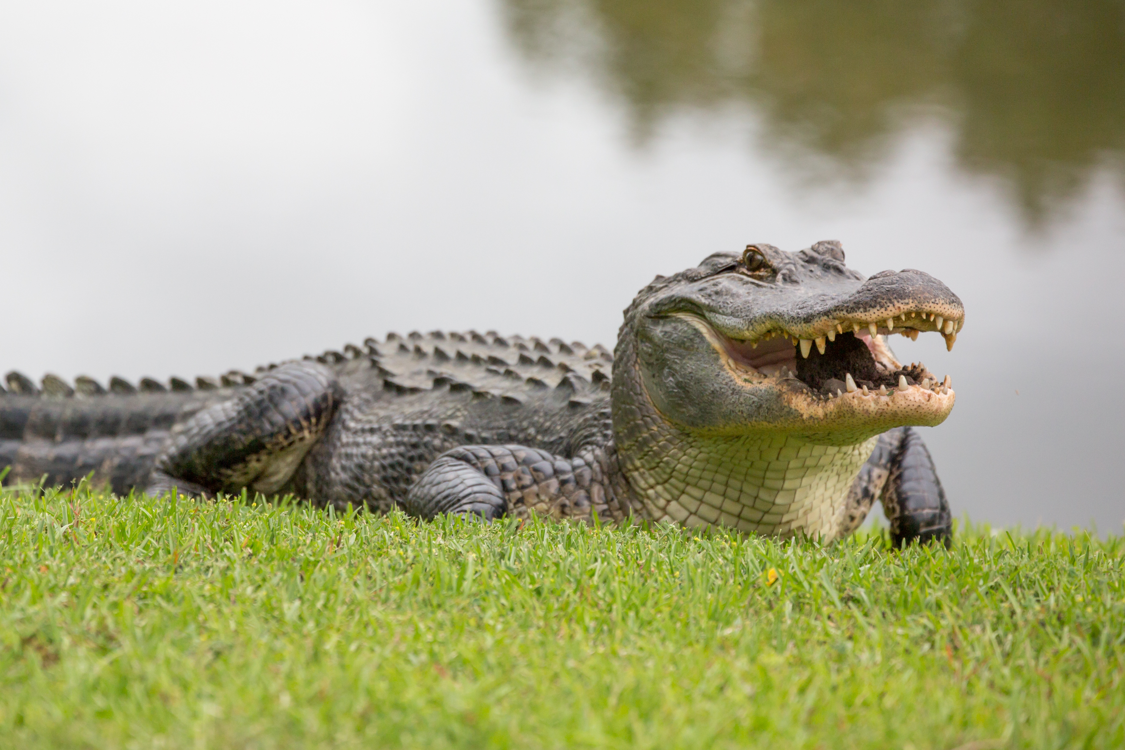 The Ferocious Gator