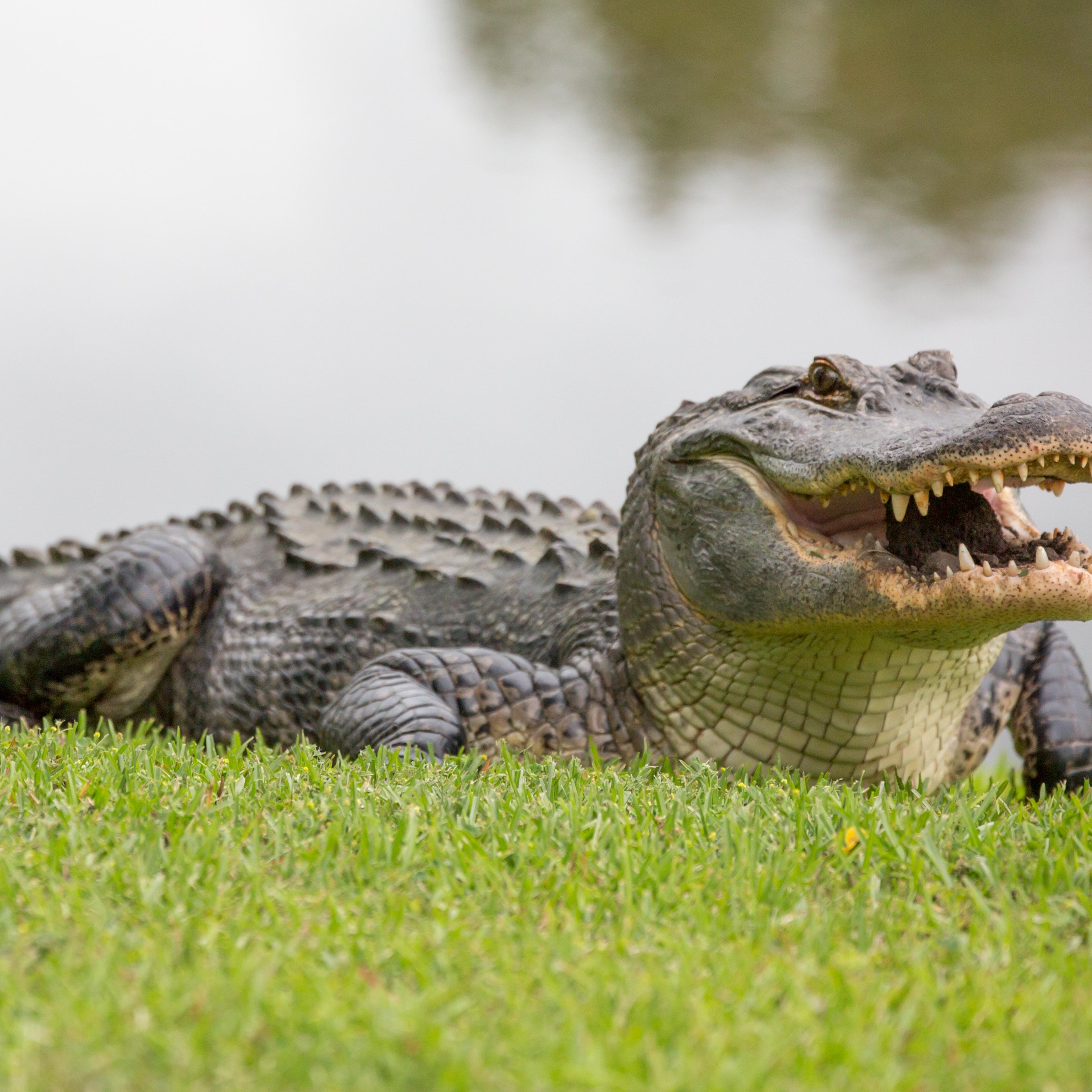 The Ferocious Gator