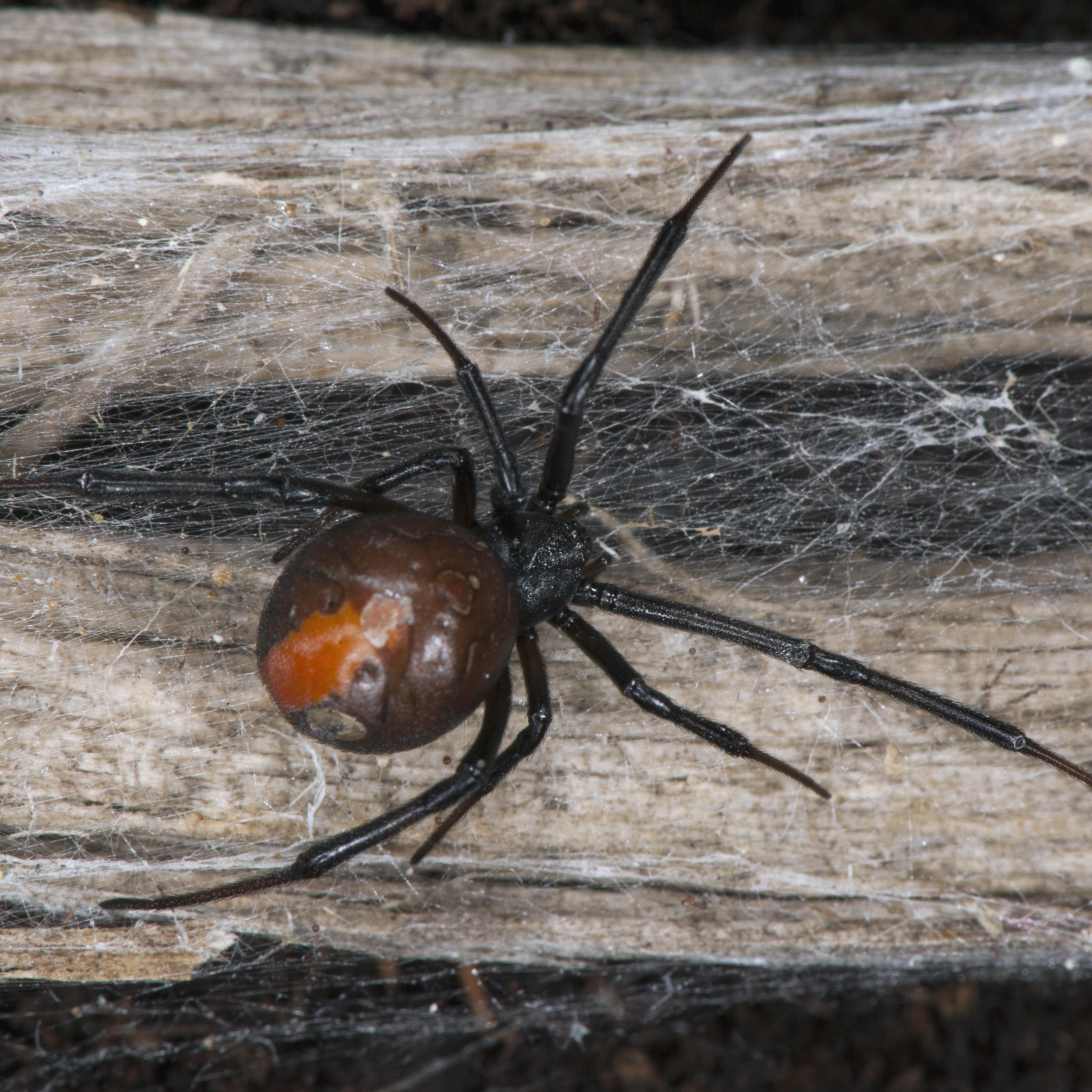 redback spider populations sydney australia