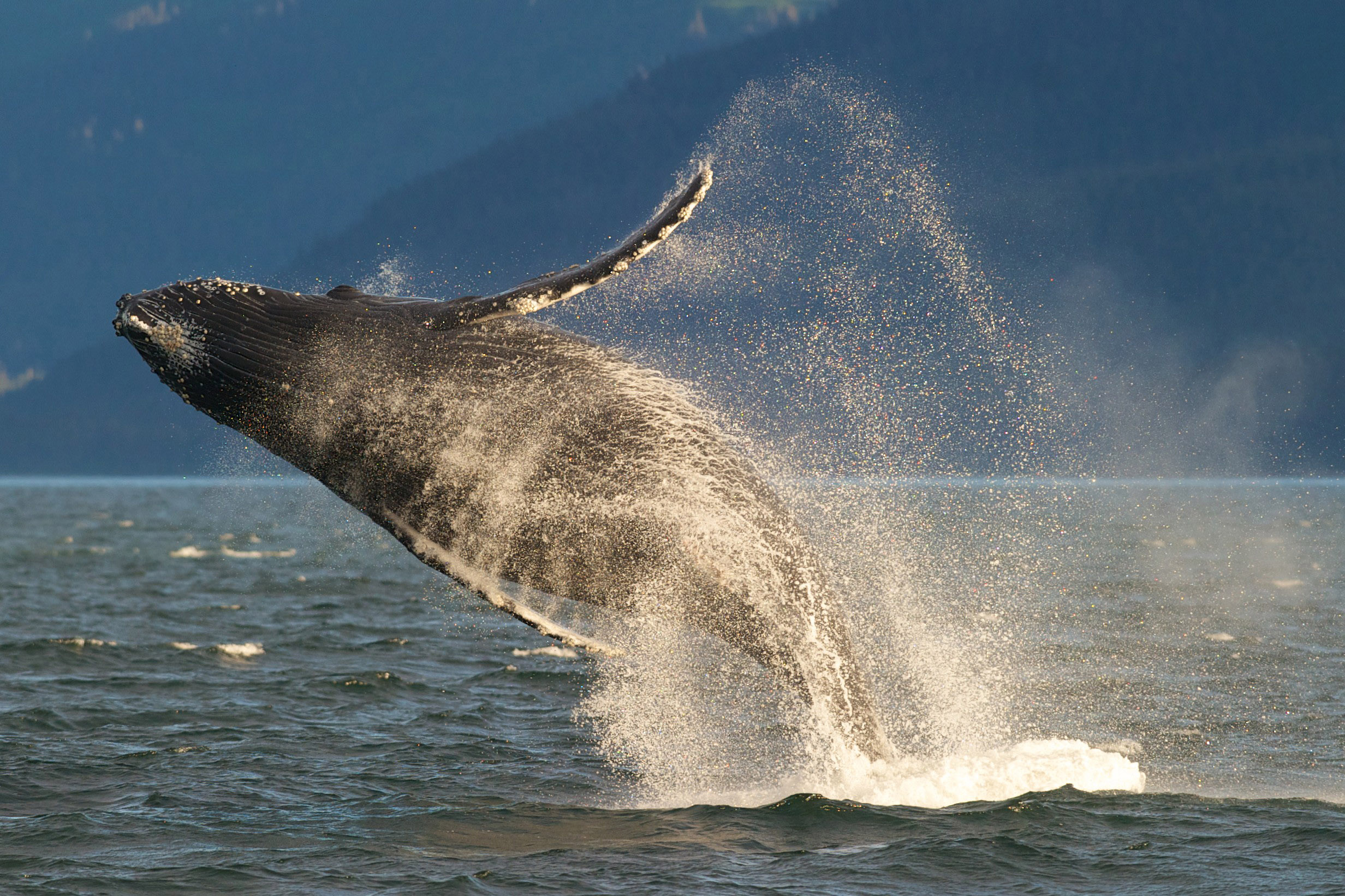 Whale Breaching