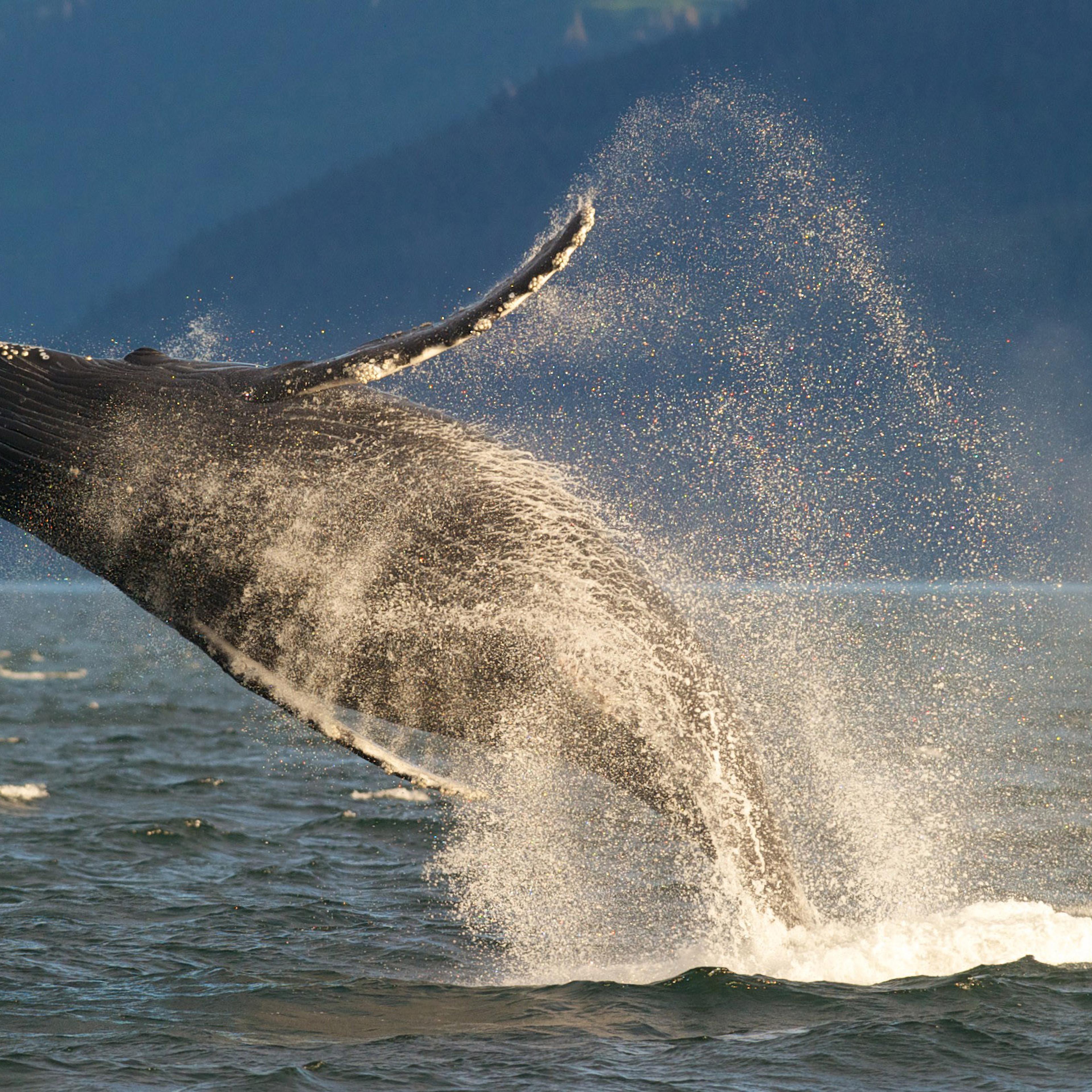 Whale Breaching