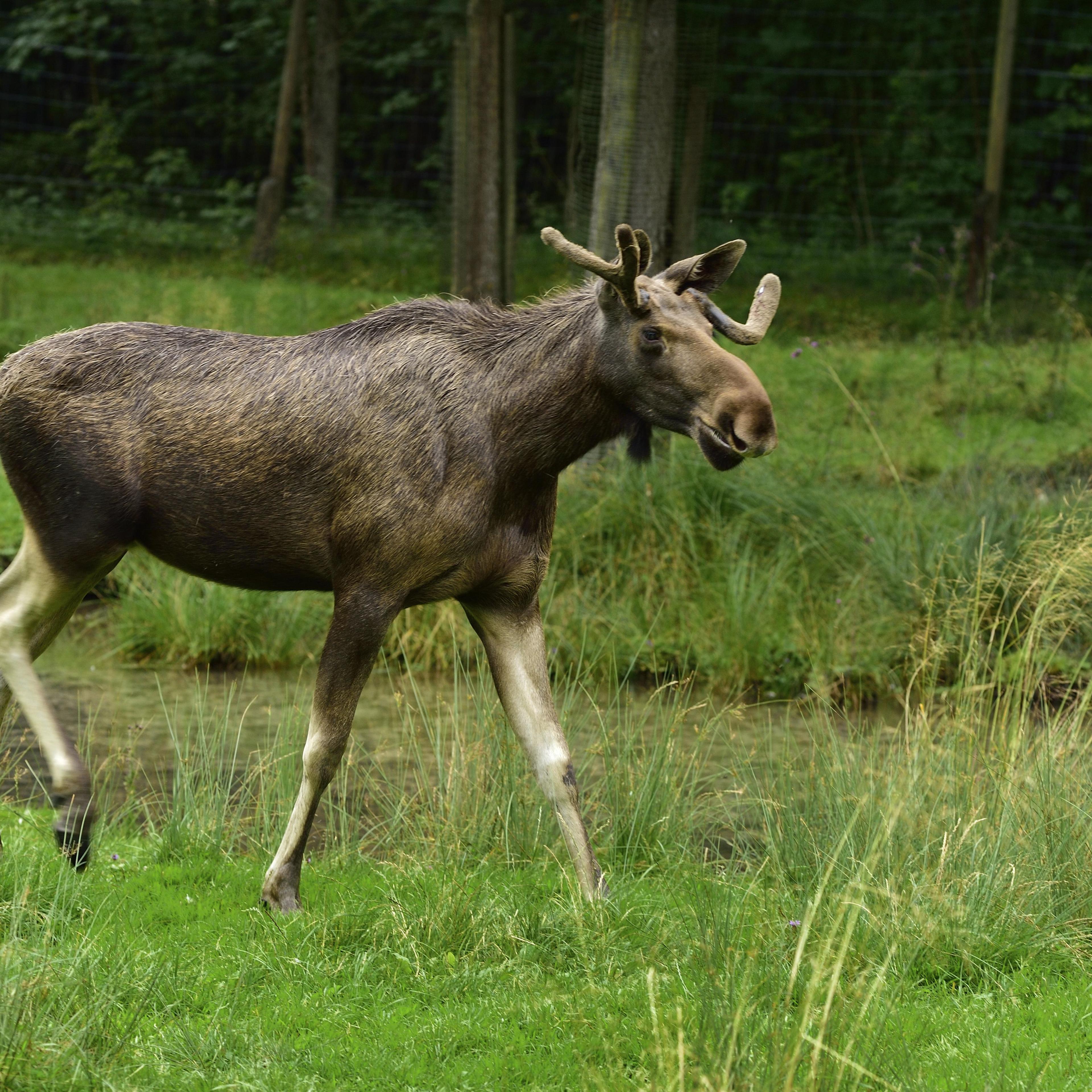 Moose, Cumberland Wildpark, Salzburg