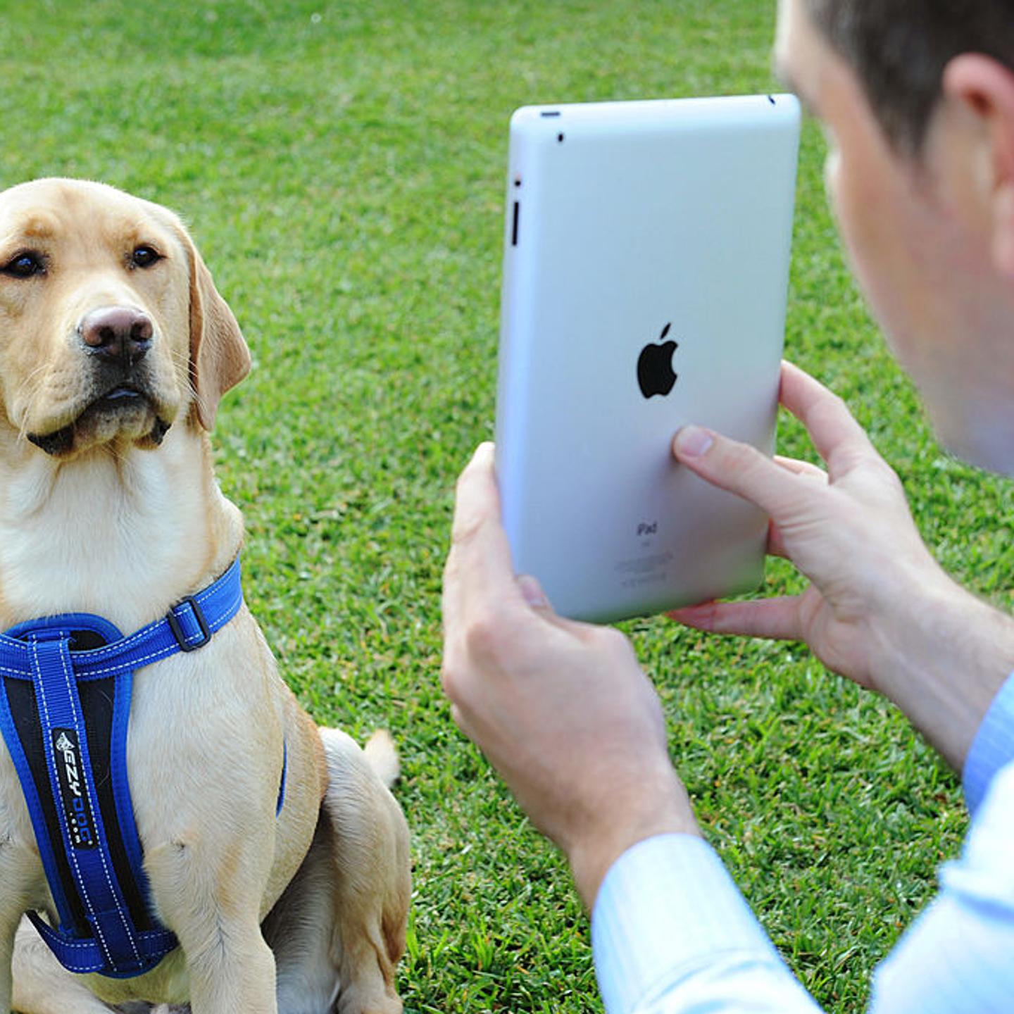 A dog talks to its owner through Skype in Melbourne, Victoria.
