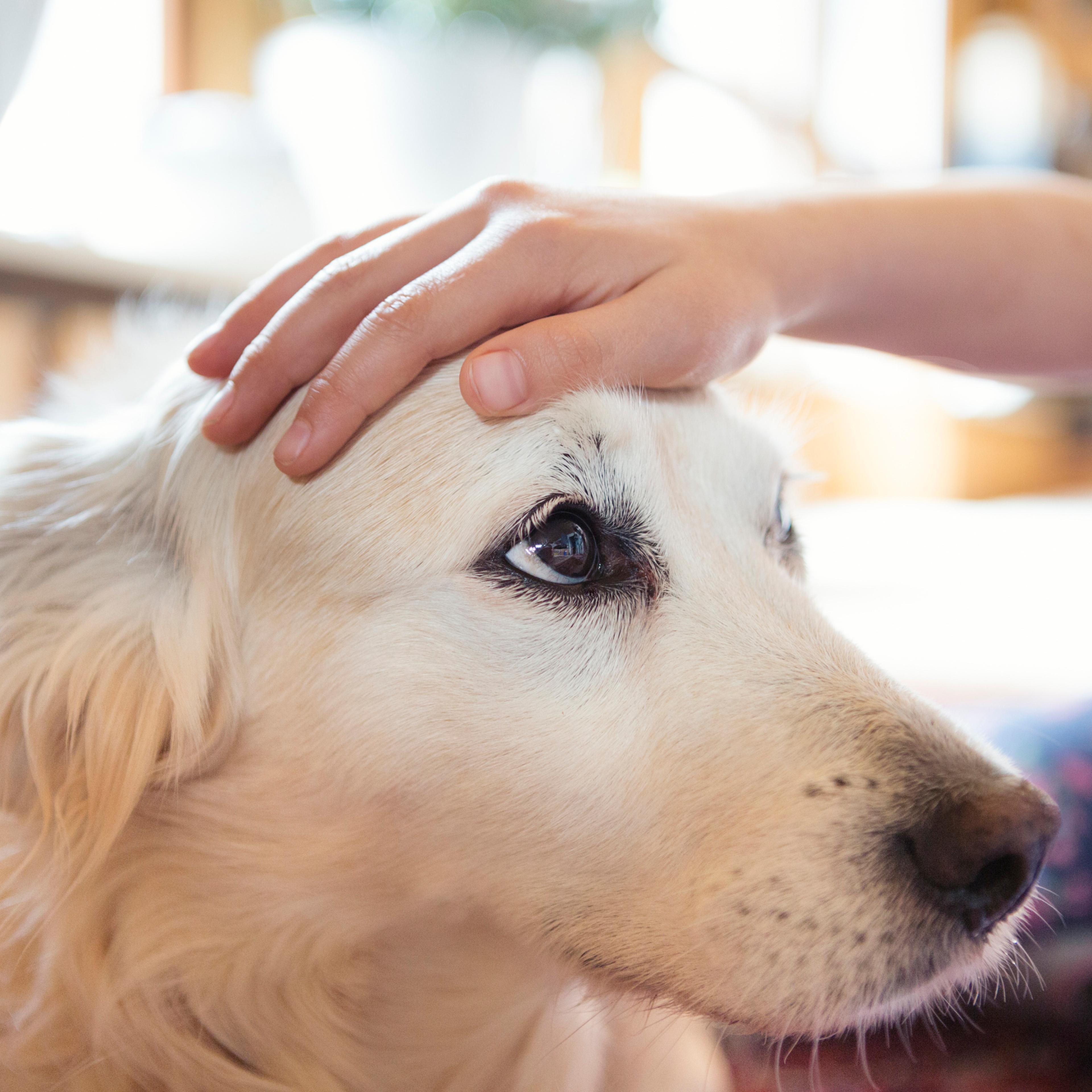 Child's hand stroking the head of a pet dog affectionately