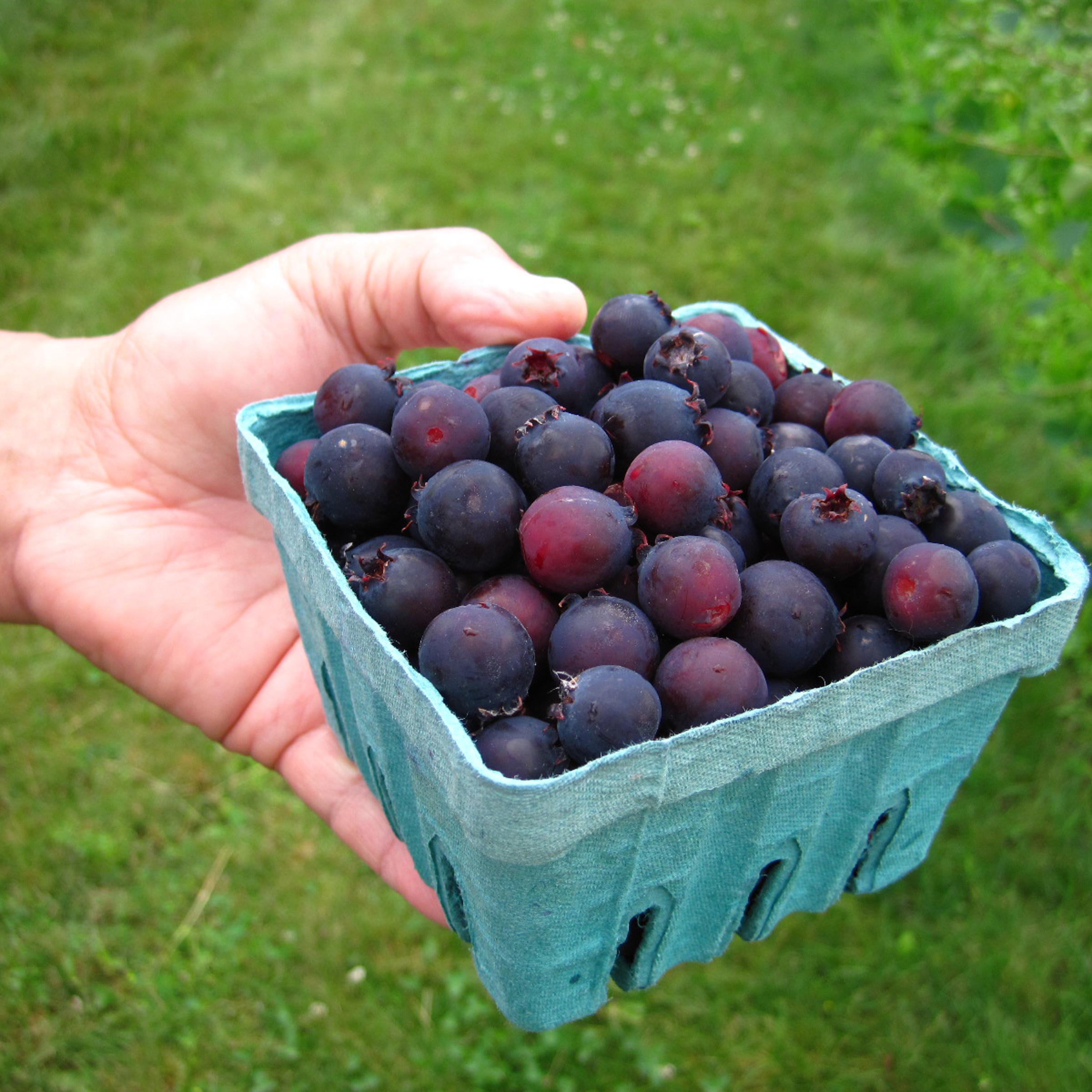 A fruit picker holds a quart basket of Saskatoon berries at G&S Orchards in Walworth, N.Y. on June 26, 2013 .