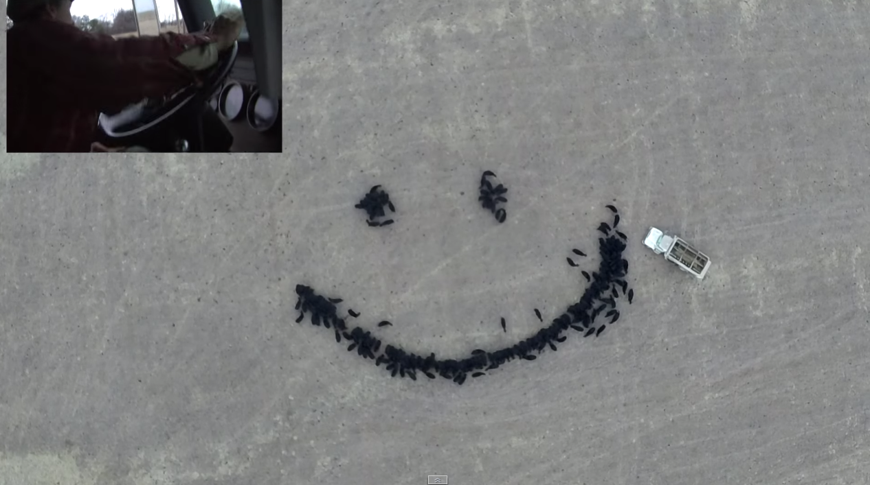 Cow Drone