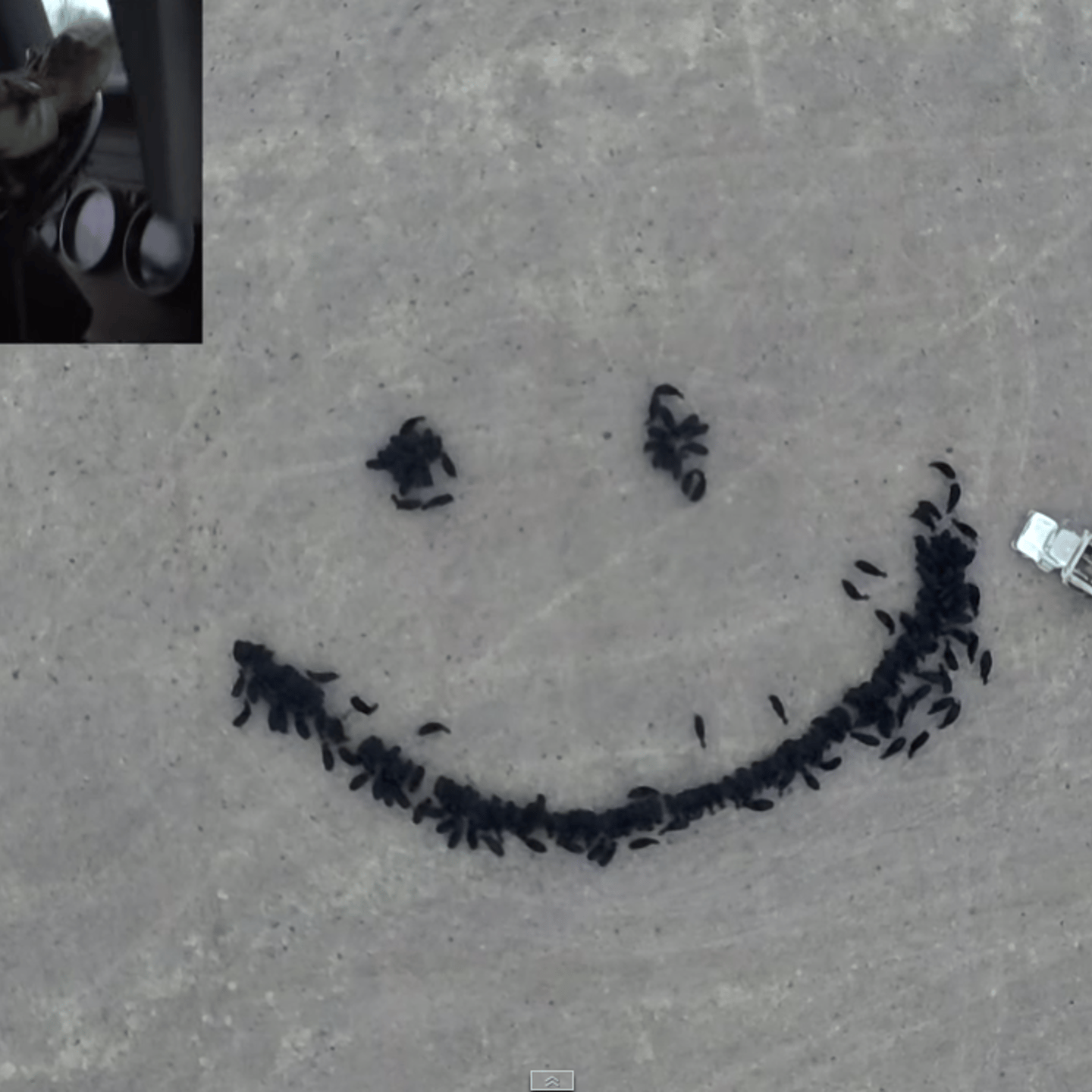 Cow Drone