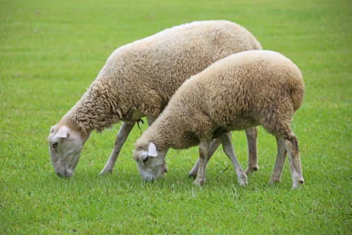sheep