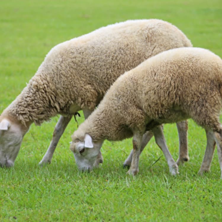 sheep