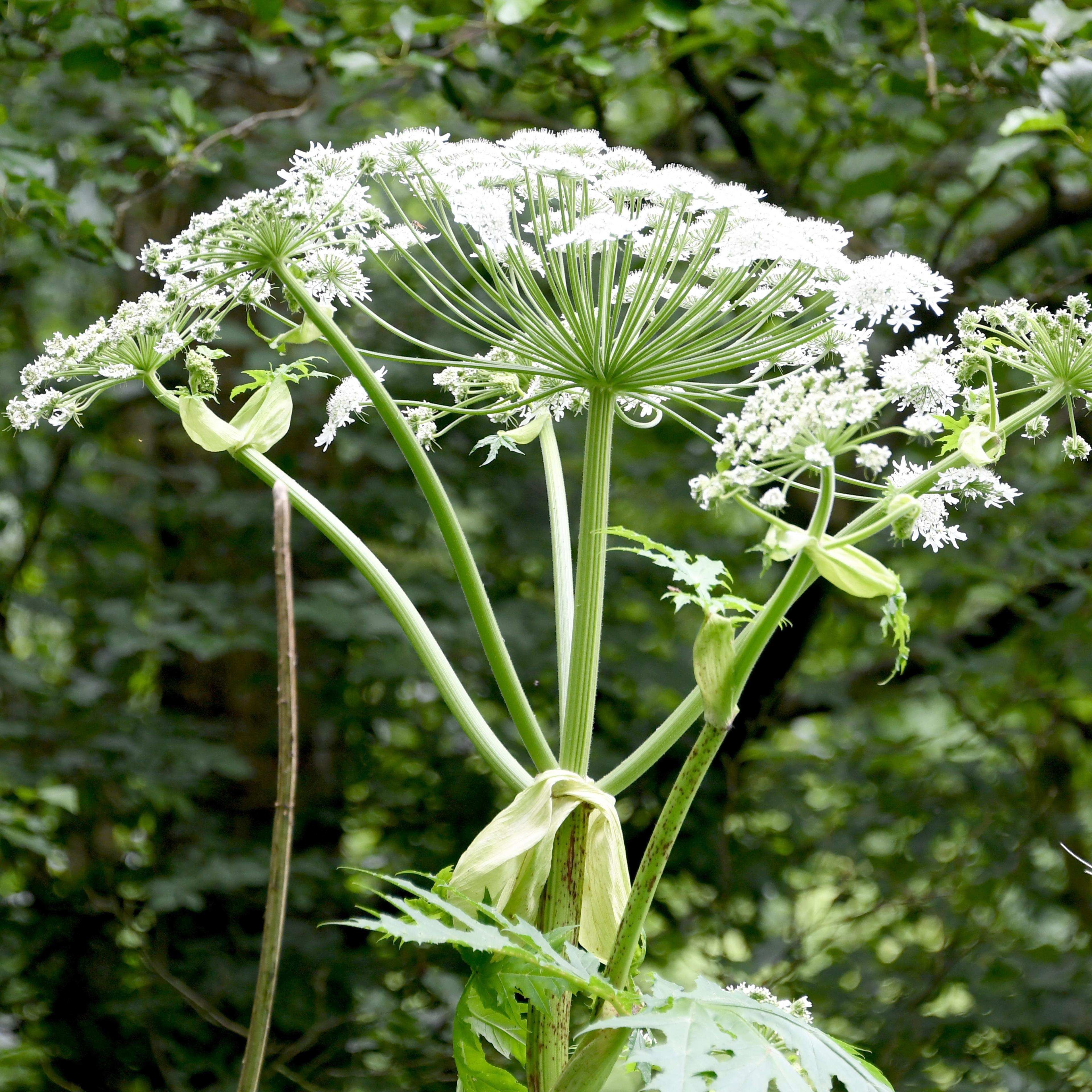Giant hogweed
