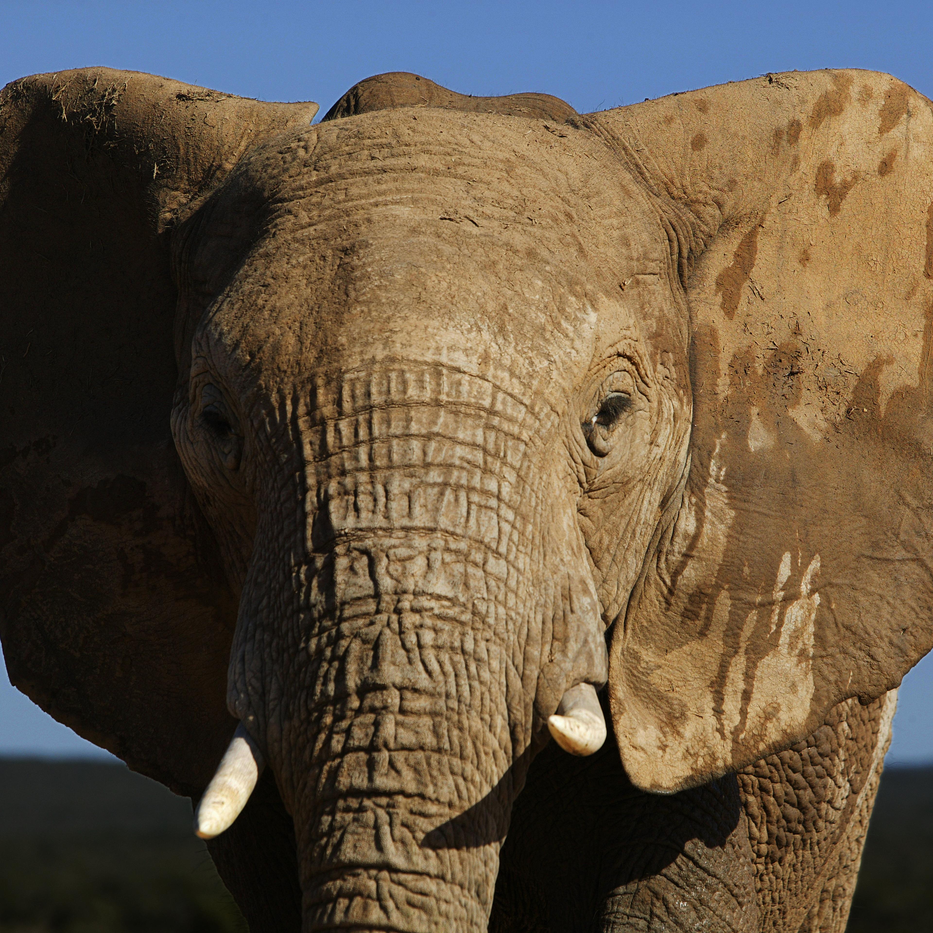 African Elephant, Addo Elephant Park, Eastern Cape, South Africa