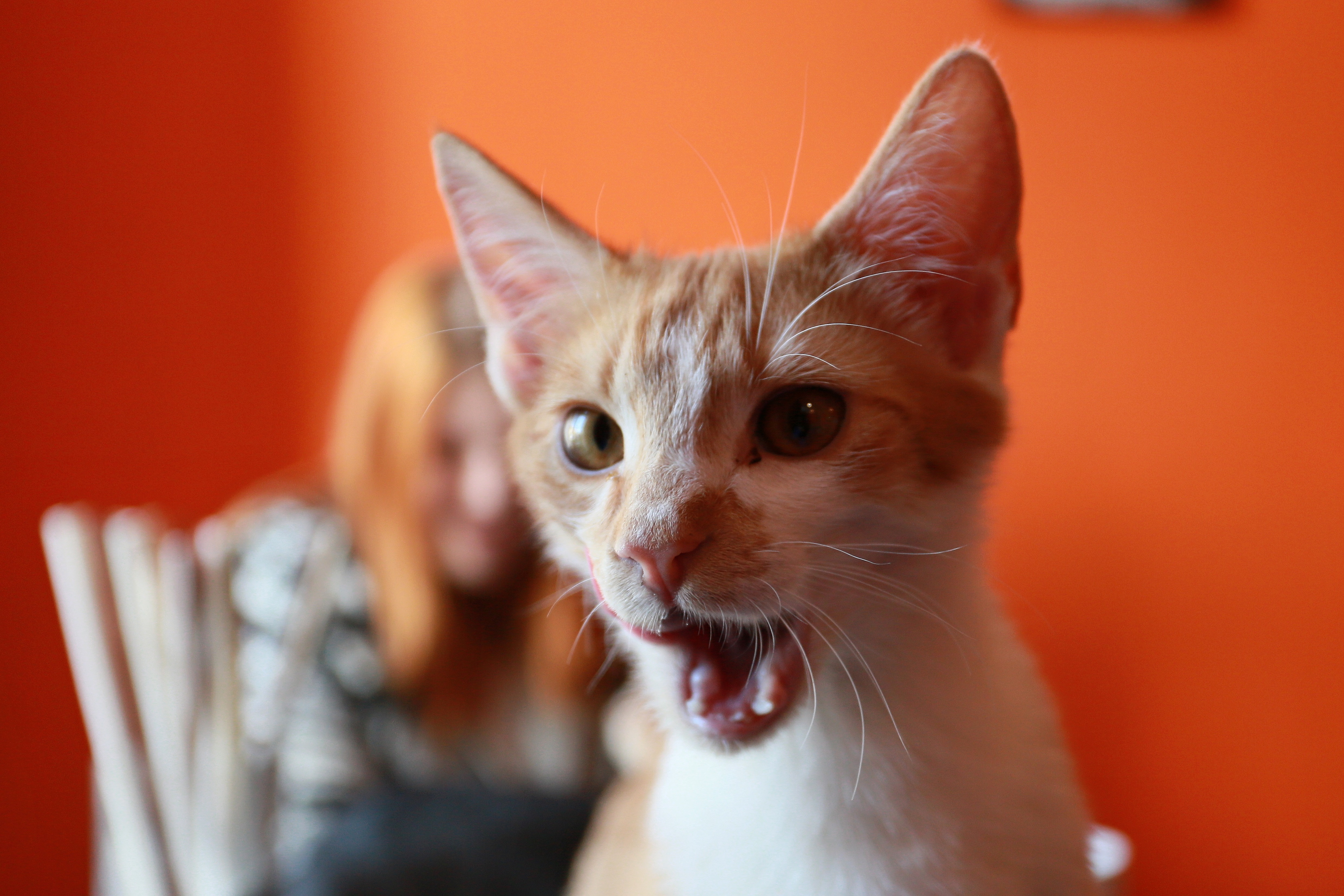 cat personality test
