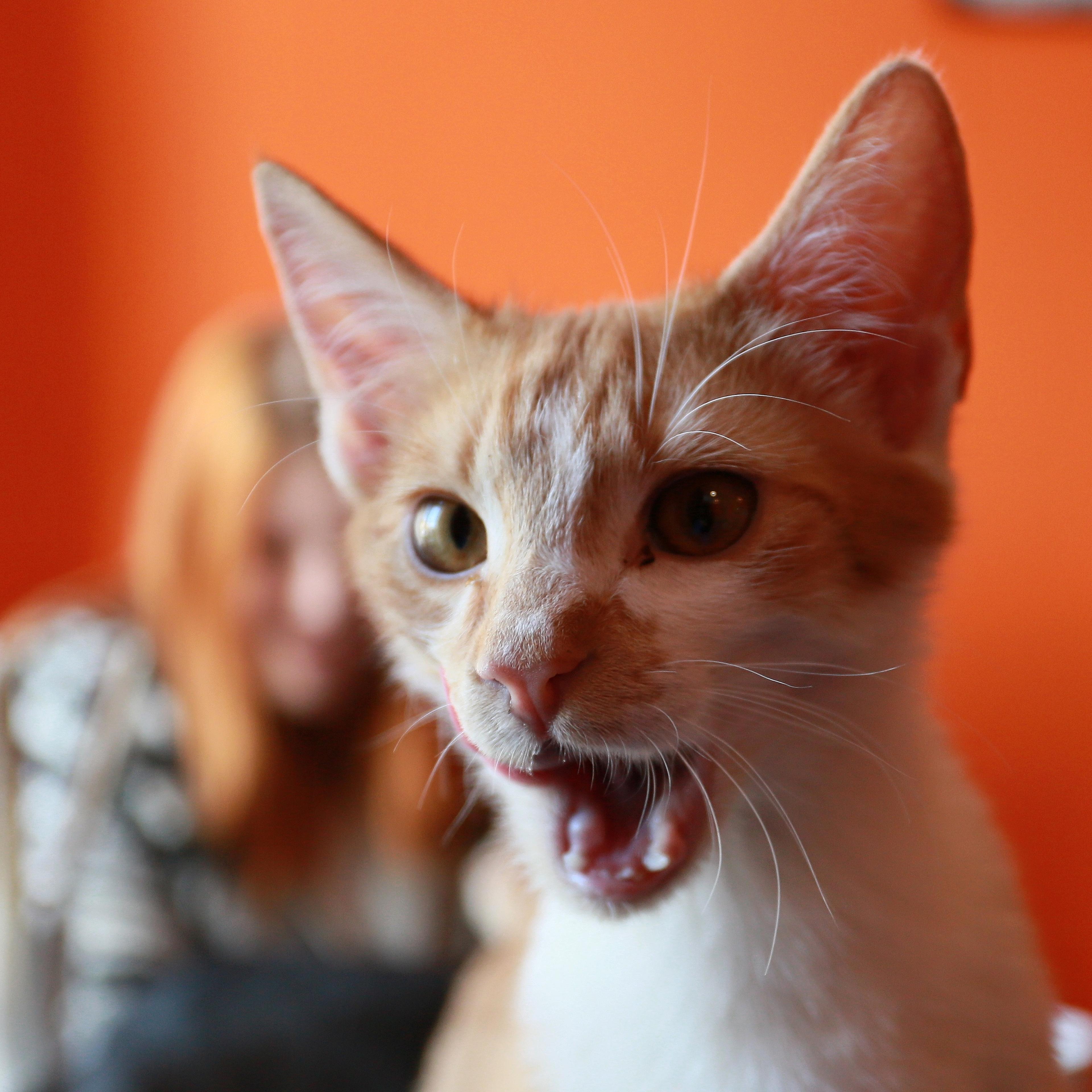 cat personality test