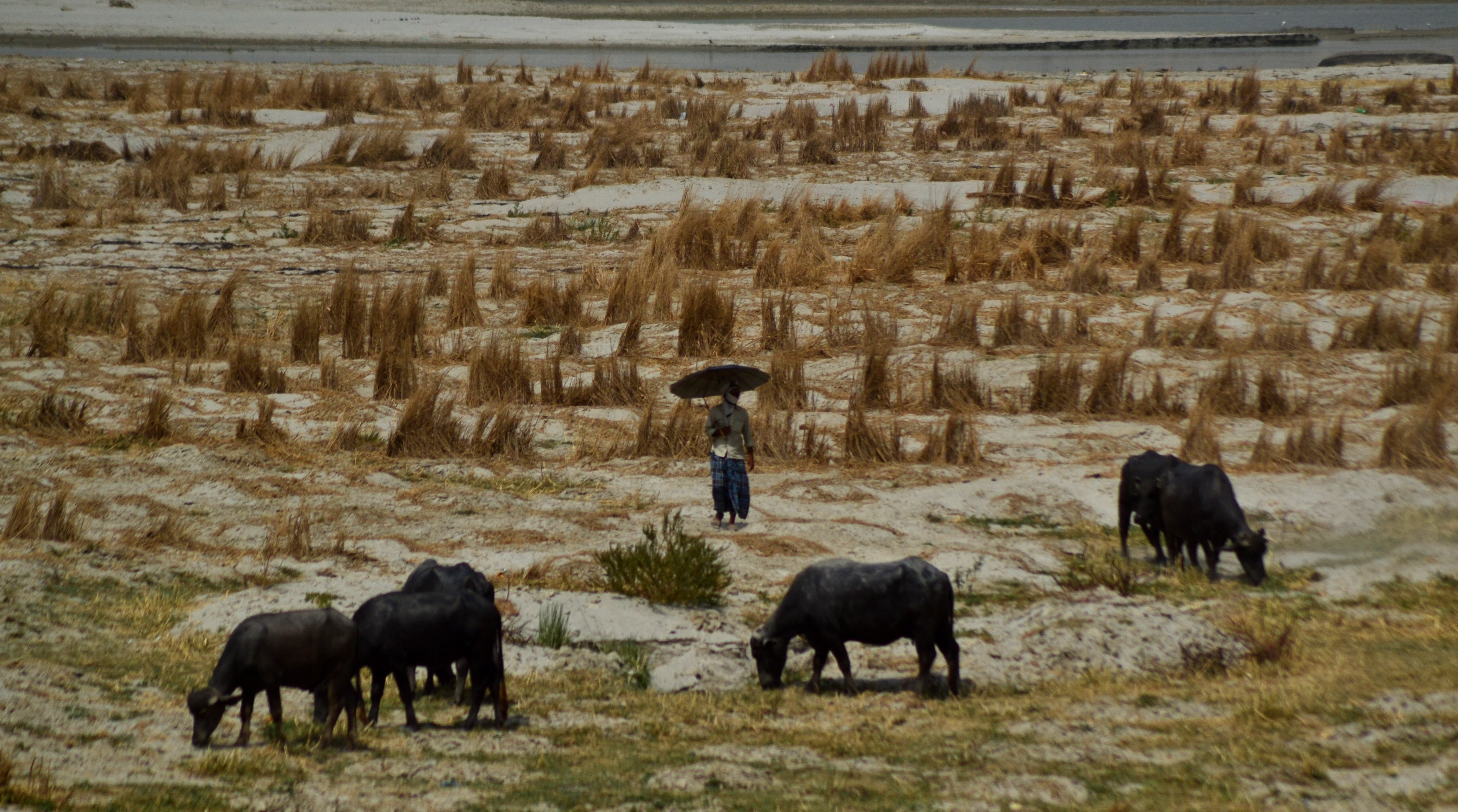 An indian man walks on River bed side of River Ganges as he feeds his buffaloes during a hot day in Allahabad on June 1,2015.