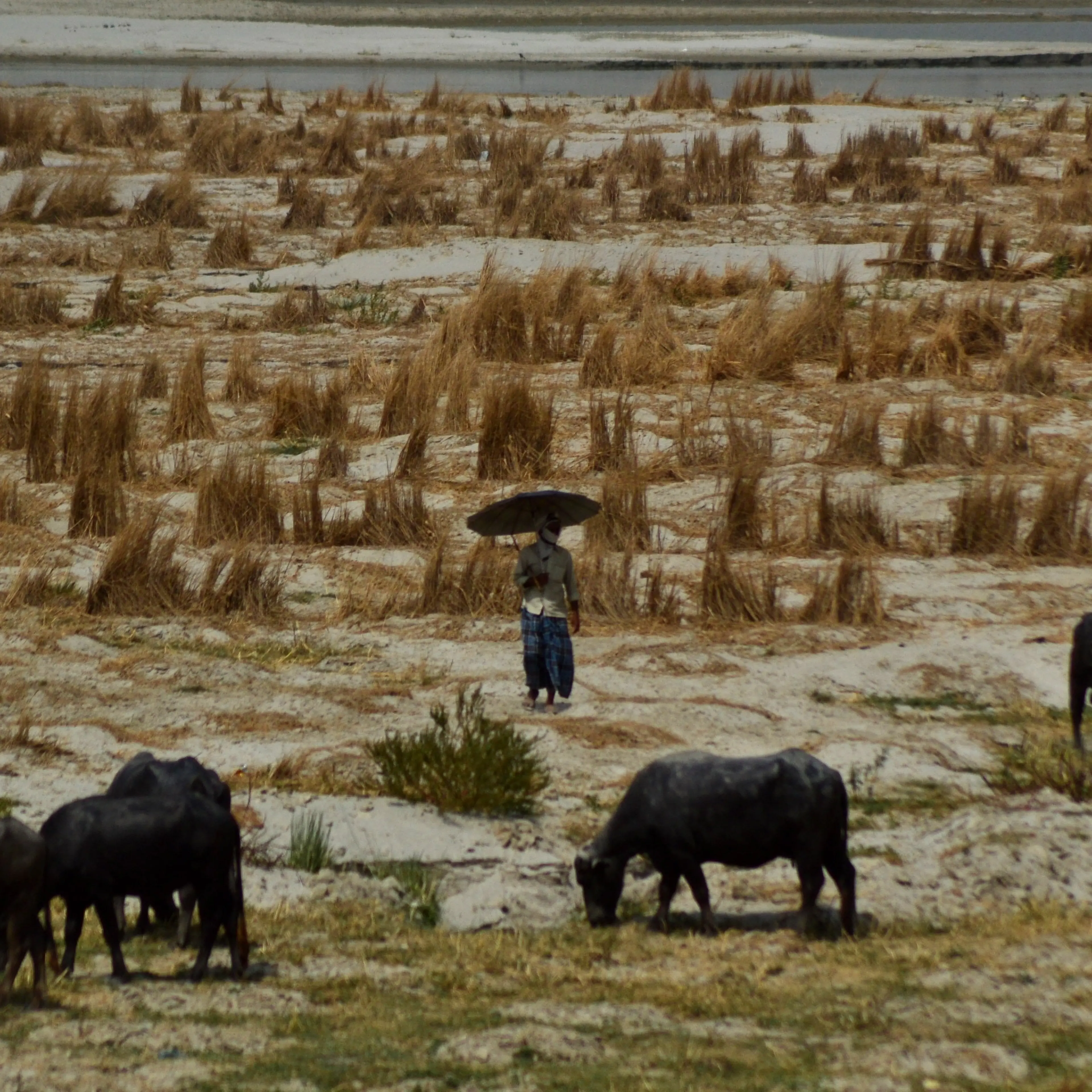 An indian man walks on River bed side of River Ganges as he feeds his buffaloes during a hot day in Allahabad on June 1,2015.