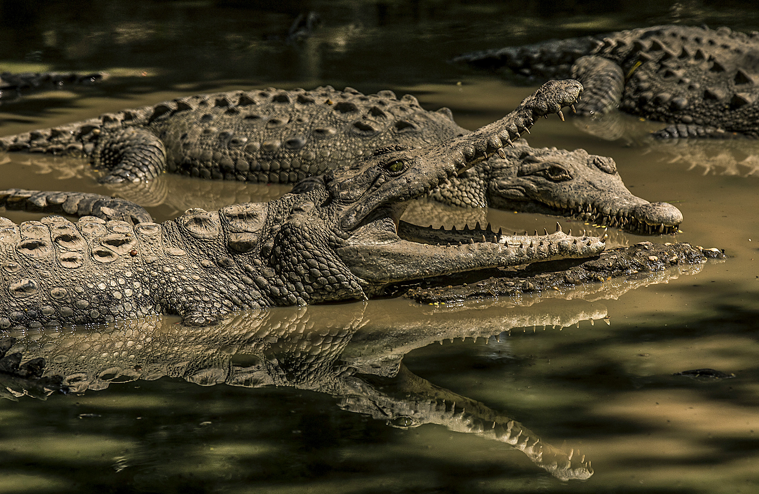 What are you lookin' at? Crocodiles have long had drop-dead eyes.