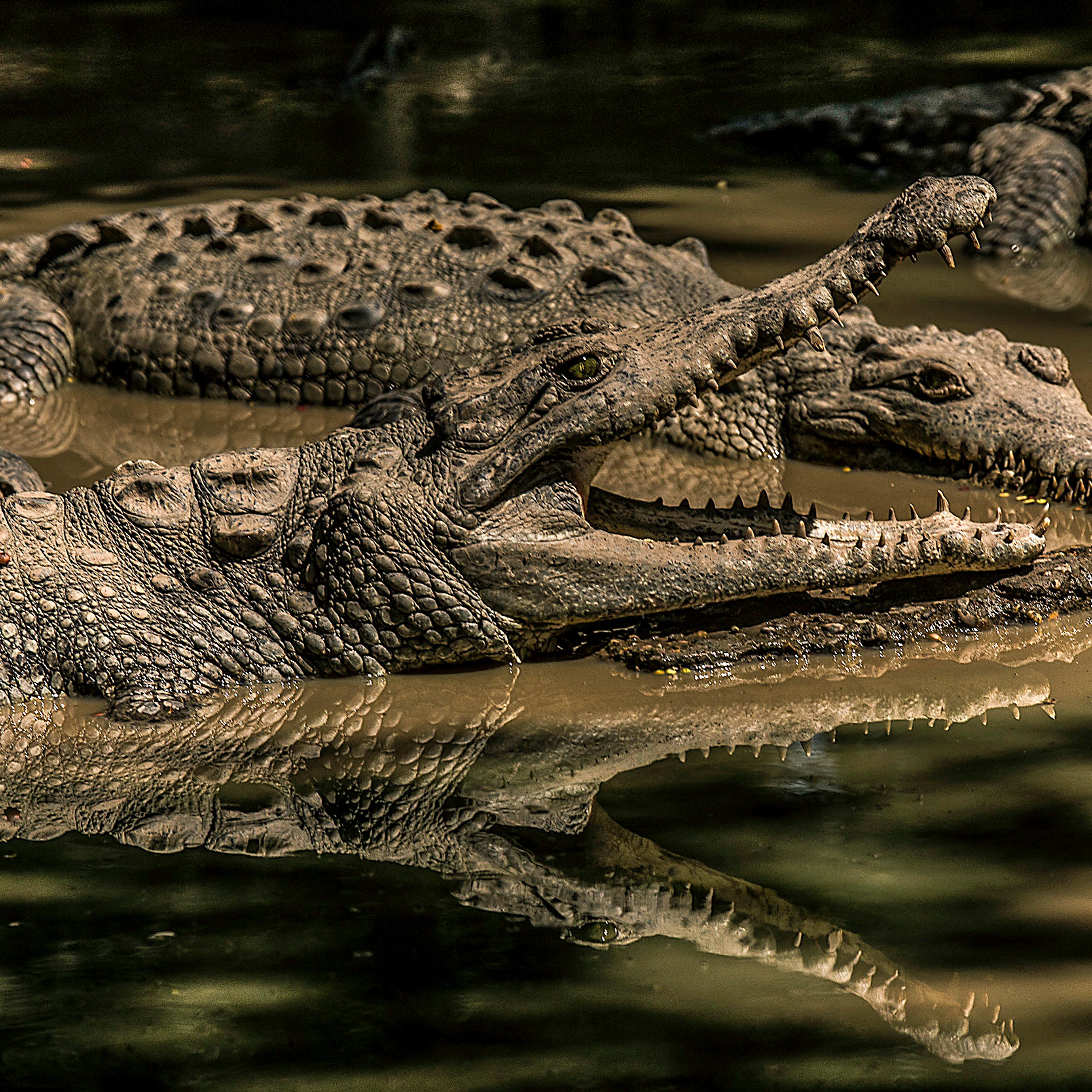 What are you lookin' at? Crocodiles have long had drop-dead eyes.