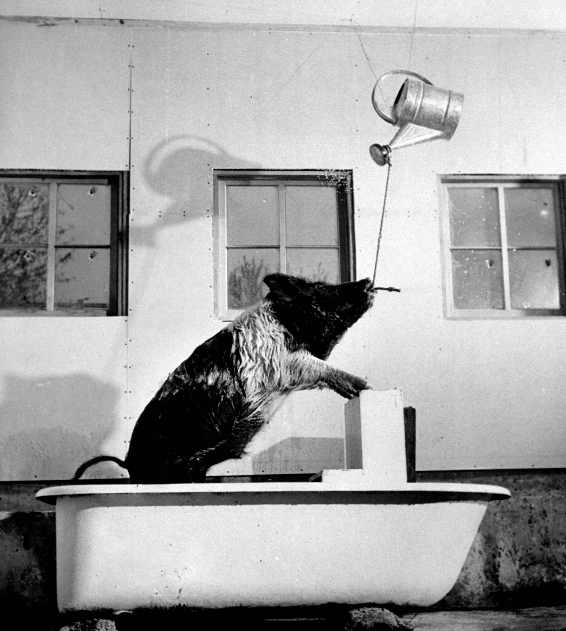Immaculate pig tips sprinkling can for makeshift shower. Pigs are persistent workers, says Breland, and are easier to train than dogs or horses.