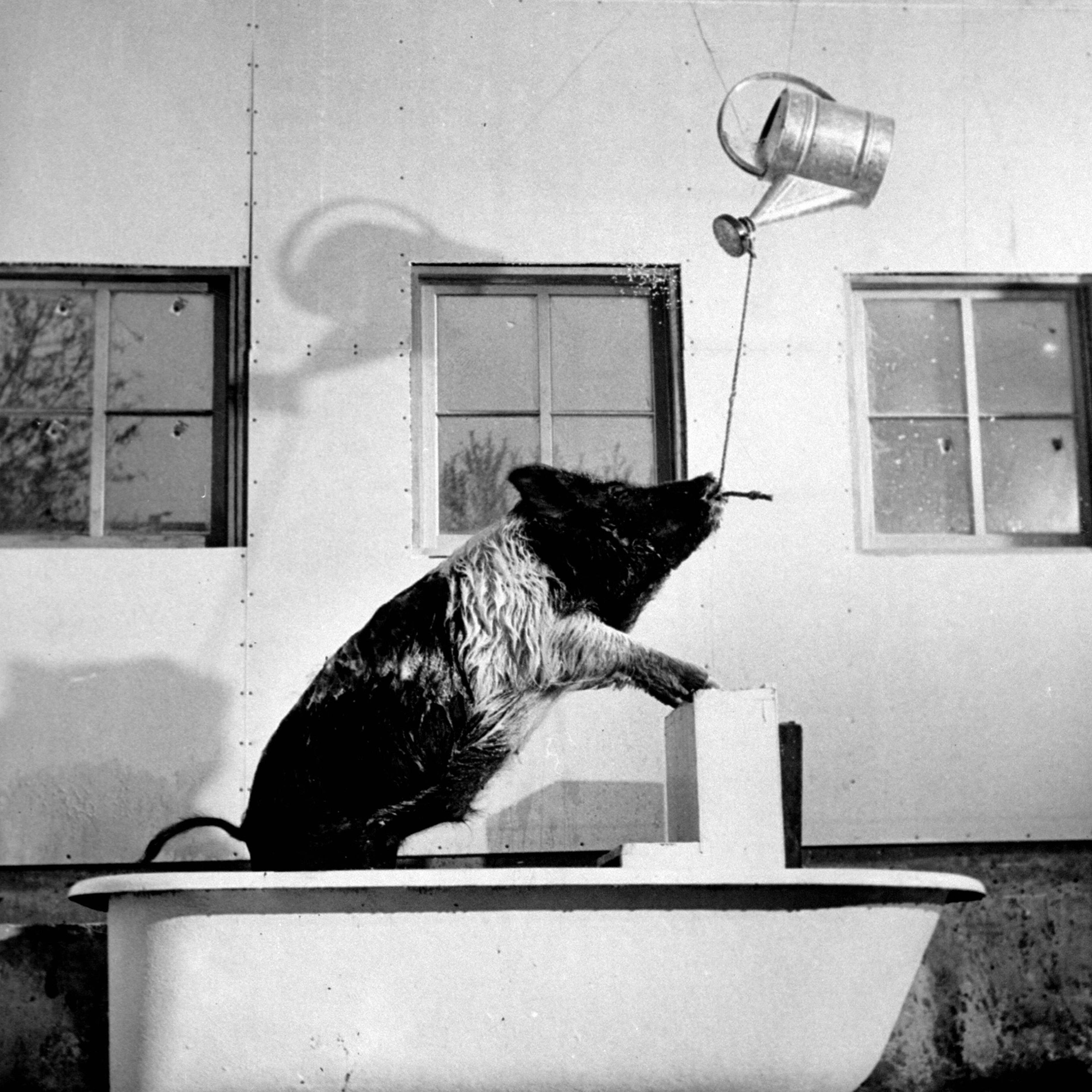 Immaculate pig tips sprinkling can for makeshift shower. Pigs are persistent workers, says Breland, and are easier to train than dogs or horses.