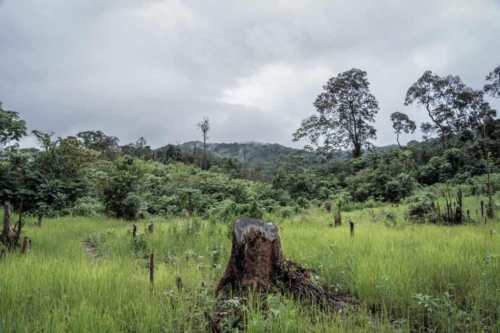 SLEONE-ENVIRONMENT-CONSERVATION-DEFORESTATION