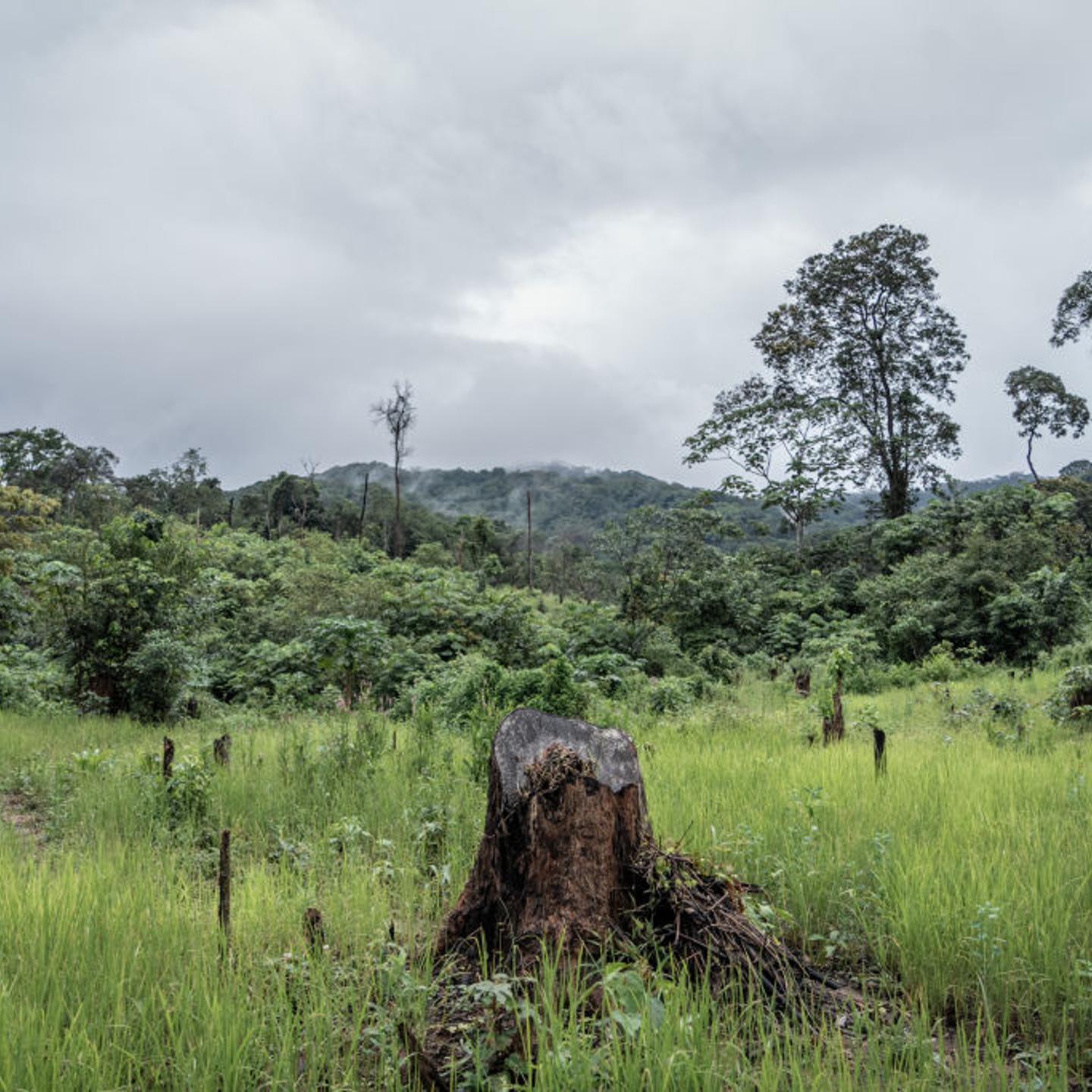SLEONE-ENVIRONMENT-CONSERVATION-DEFORESTATION