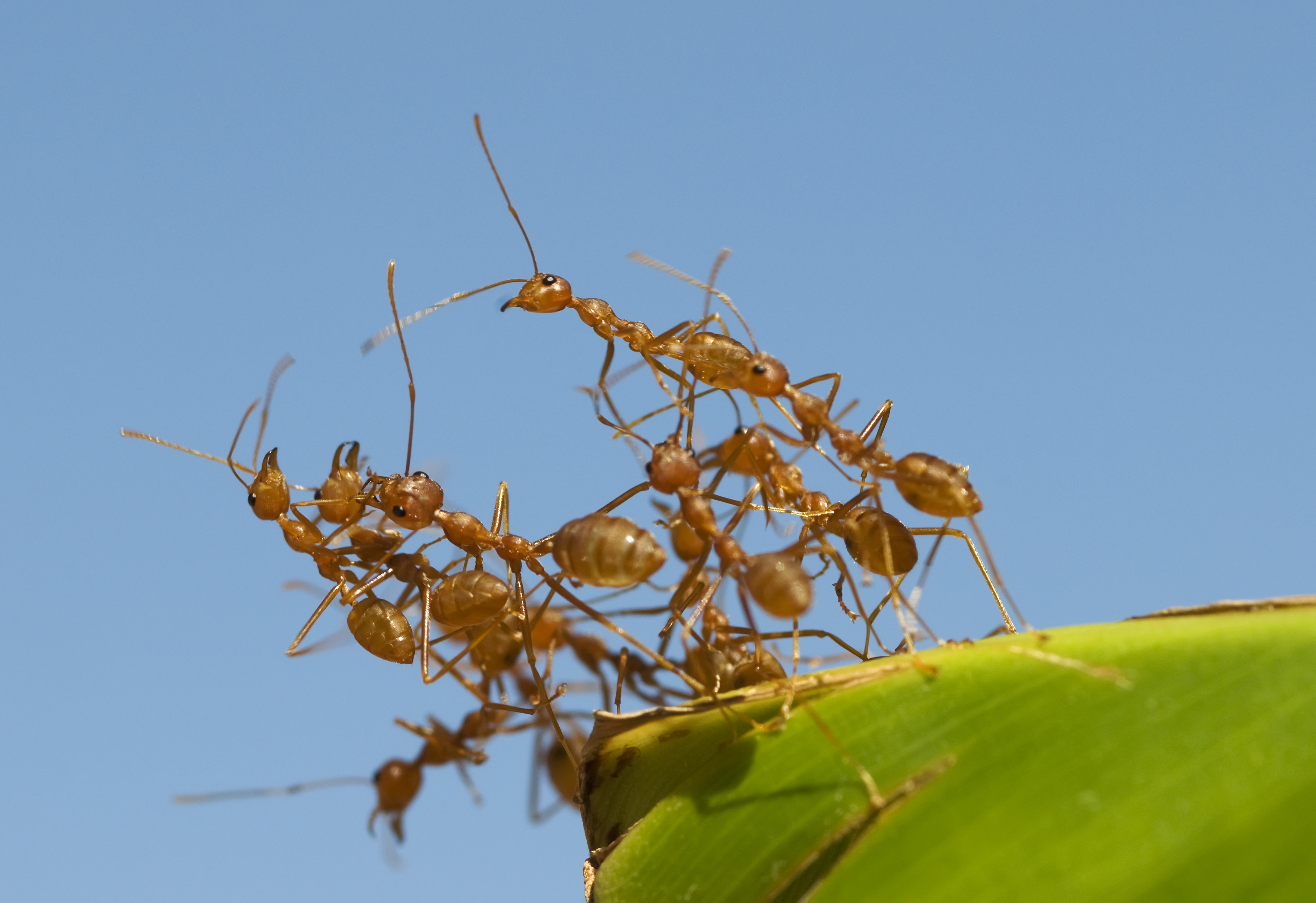 Fire ants link together to form a structure.