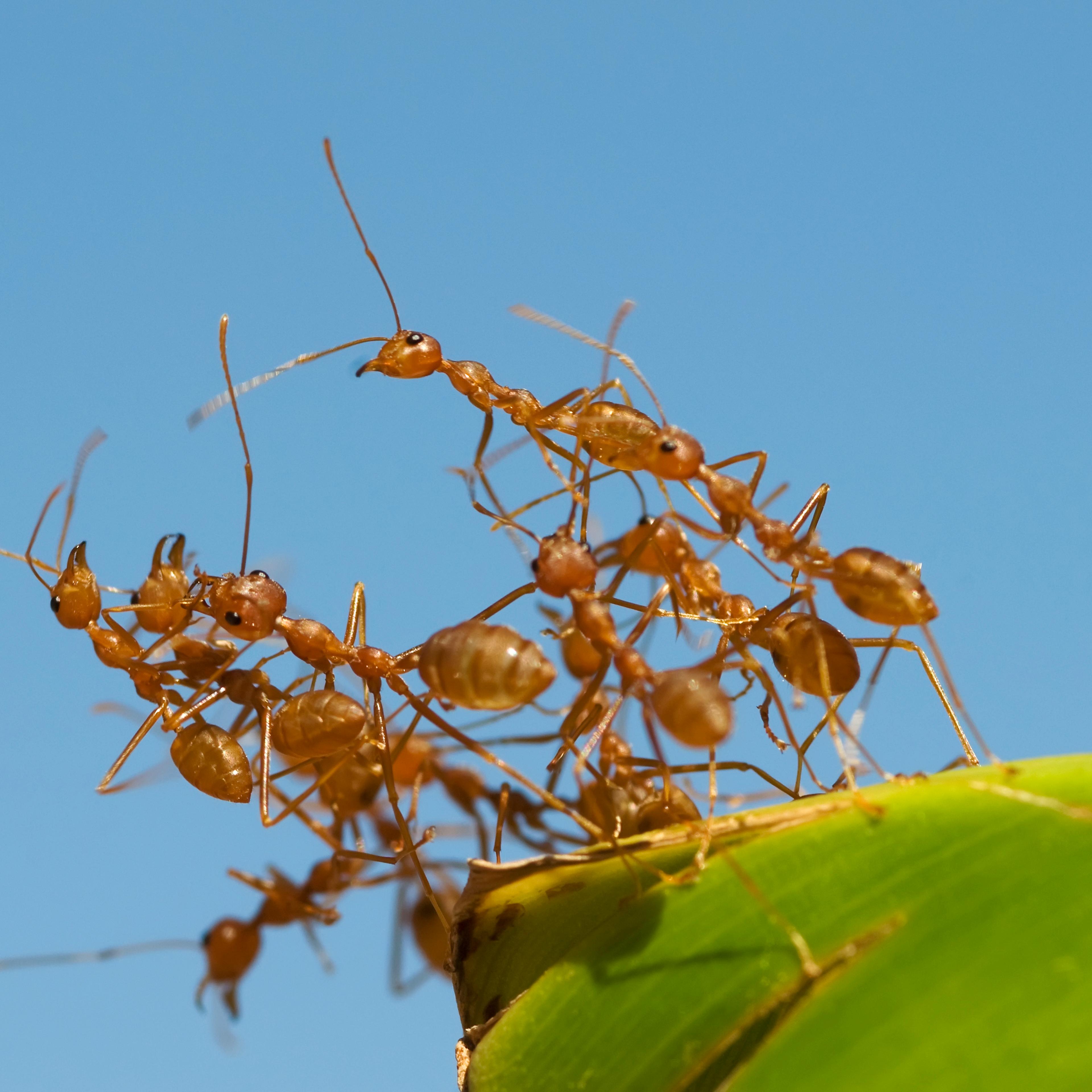 Fire ants link together to form a structure.