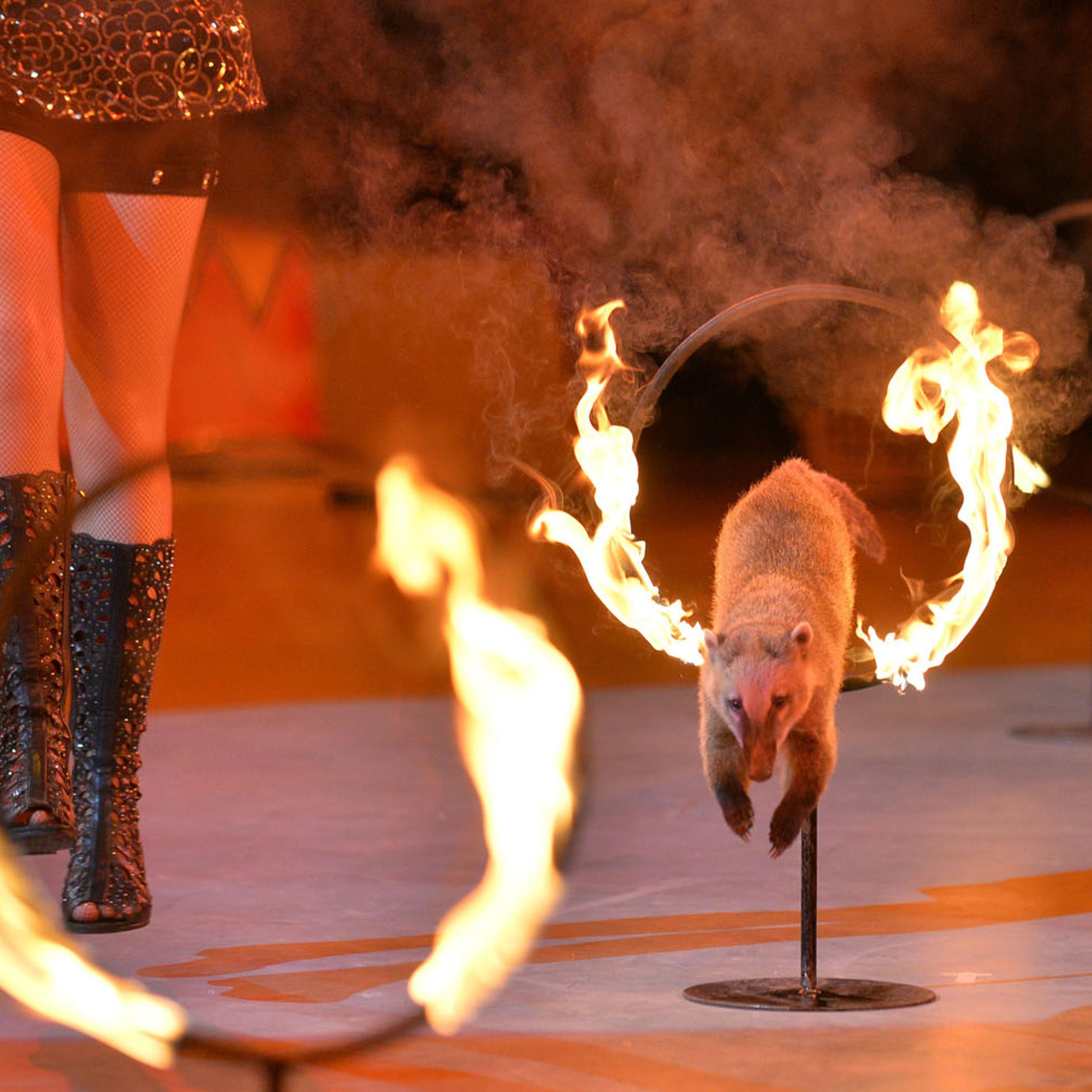 TOPSHOTS-UKRAINE-ENTERTAINMENT-CIRCUS