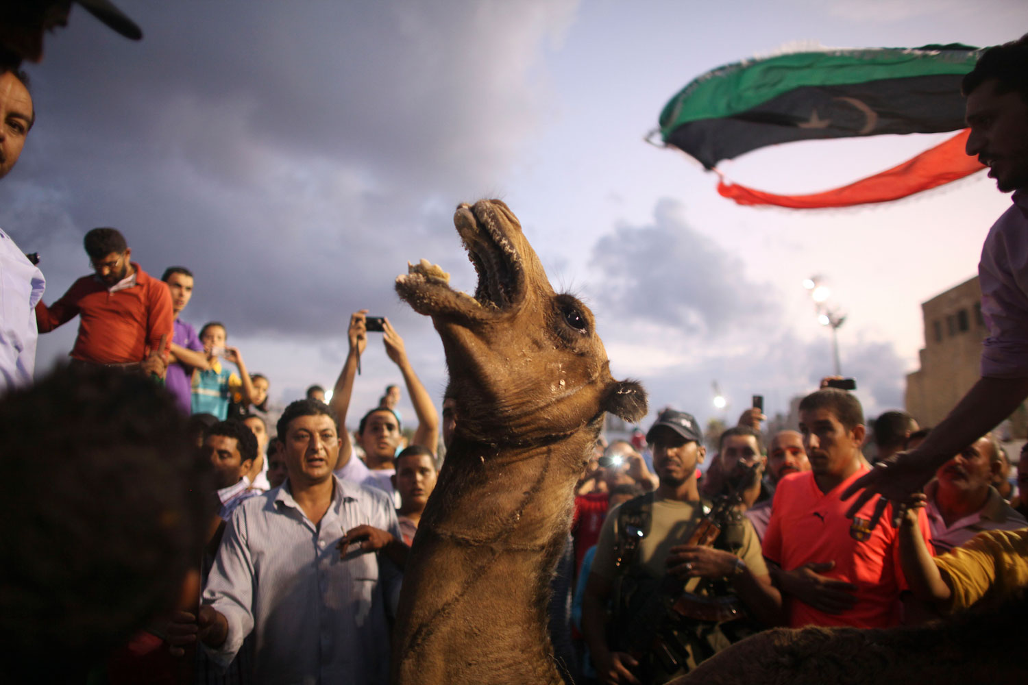 A camel reacts before being sacrificed in honor of those who died during the revolution overthrowing Moammar Gaddafi, during a gathering at the main square in Tripoli, Libya on Sept. 29, 2011. 