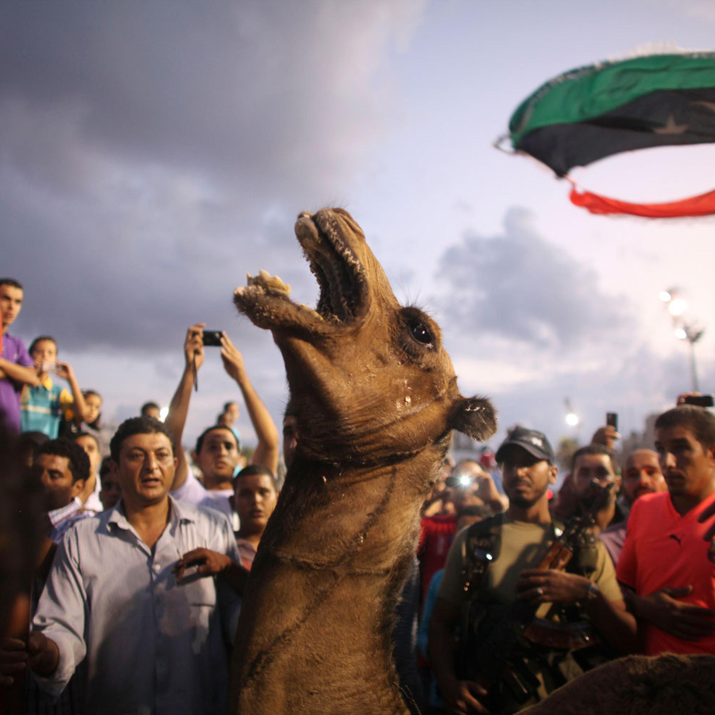 A camel reacts before being sacrificed in honor of those who died during the revolution overthrowing Moammar Gaddafi, during a gathering at the main square in Tripoli, Libya on Sept. 29, 2011.