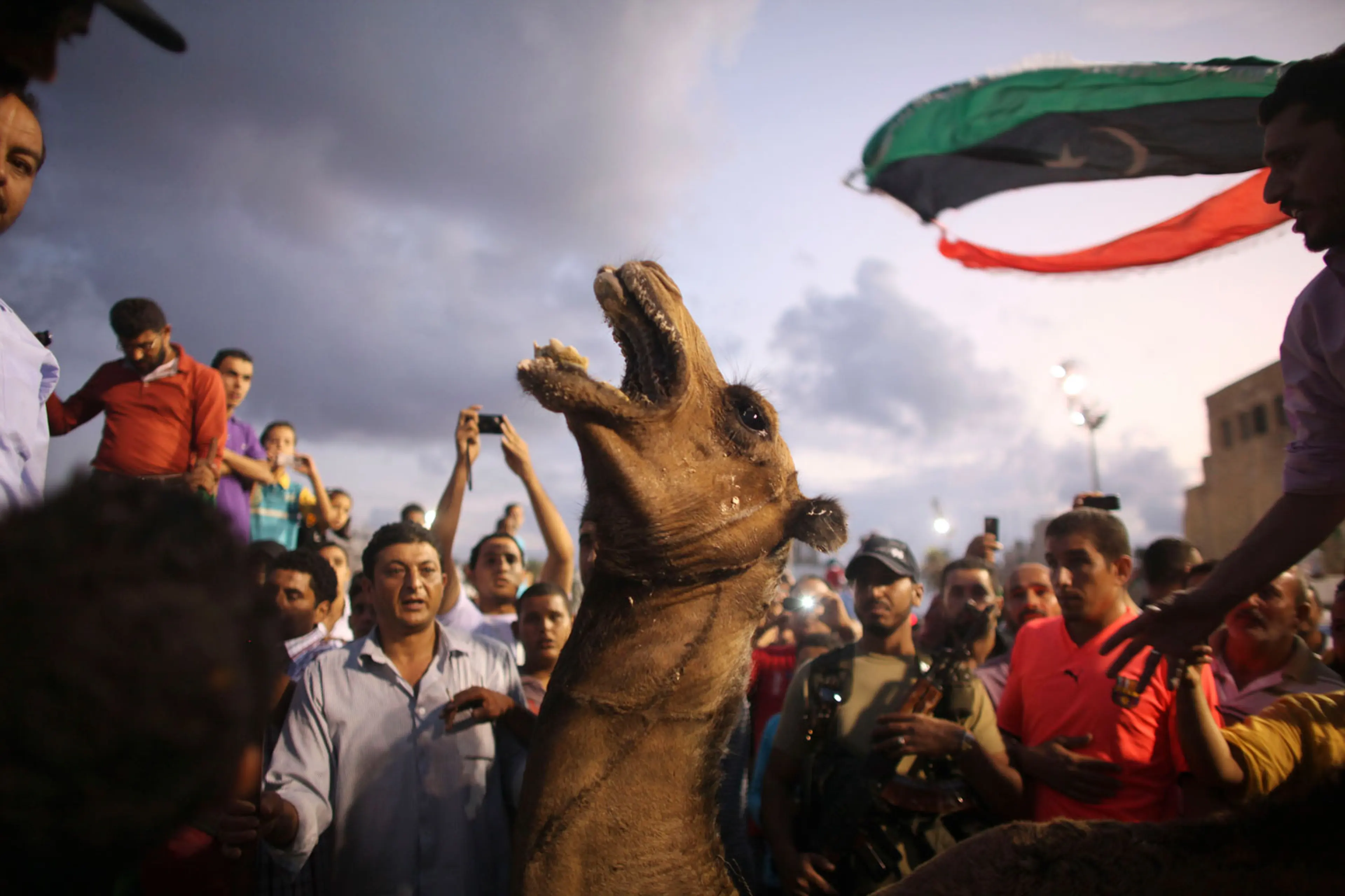 Overthrowing Gaddafi The Blood of Bird and Beast: The Persistence of Animal Sacrifice