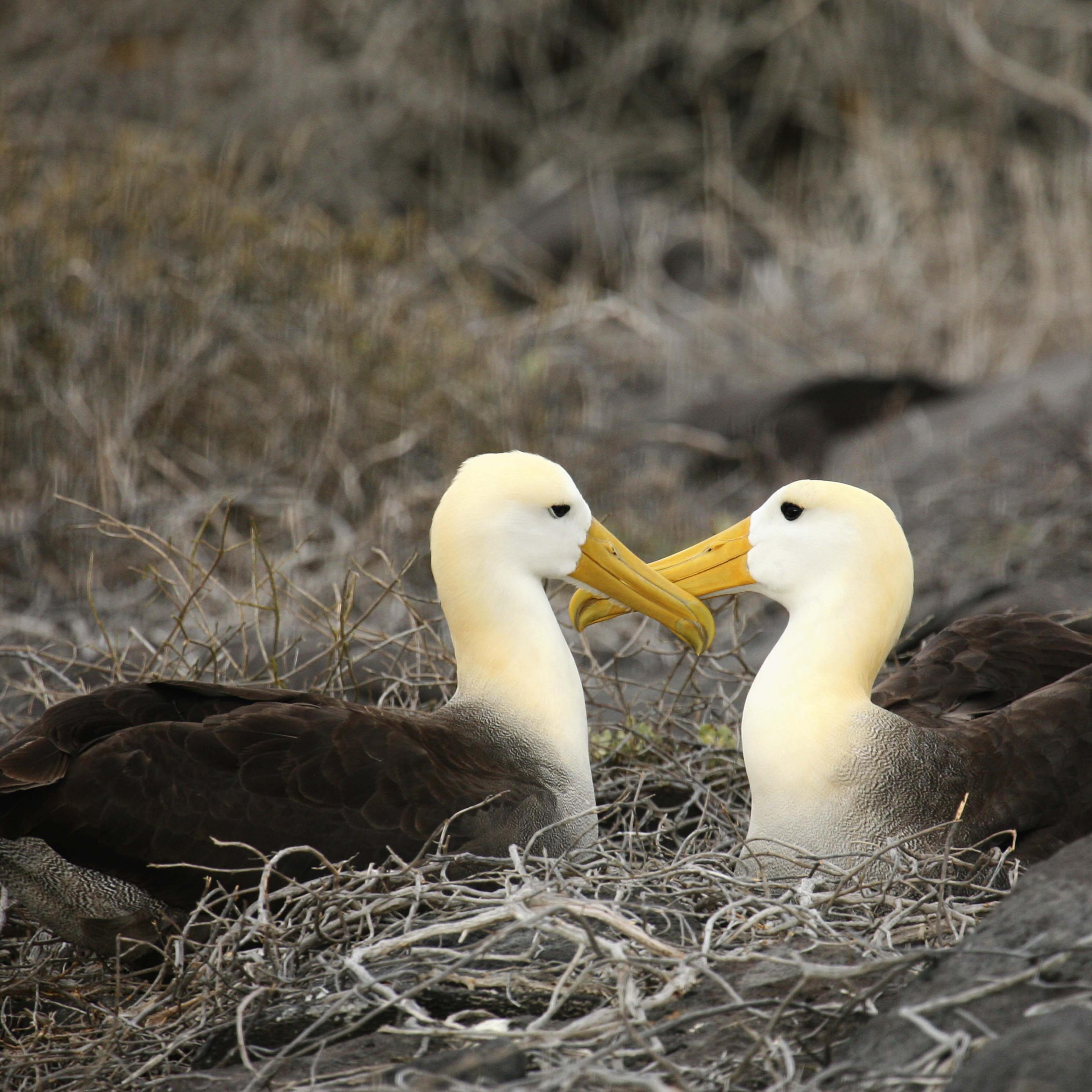 Albatross on Galapagos Islands