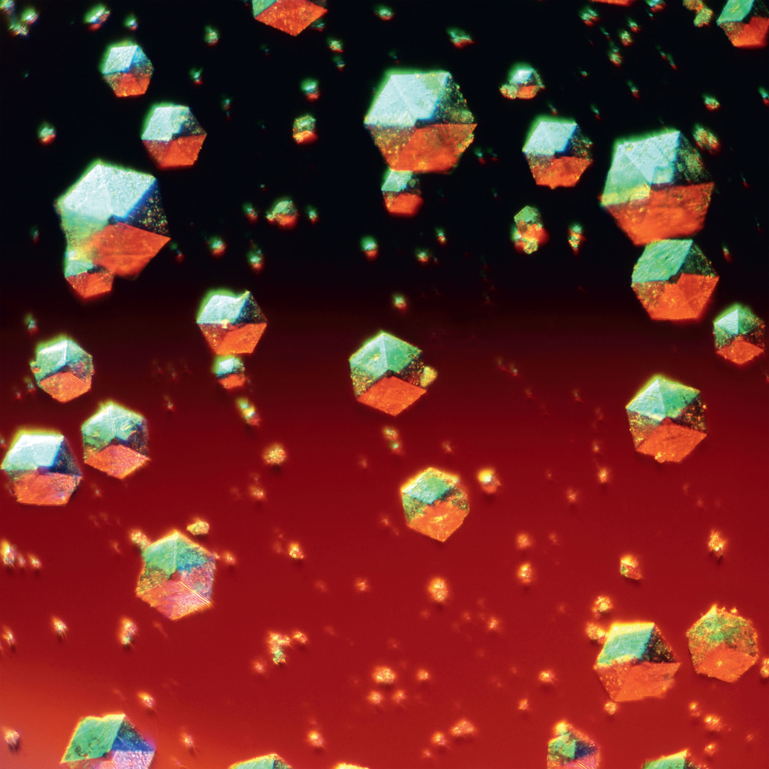 <b>Insulin crystals</b> (polarized light micrograph)