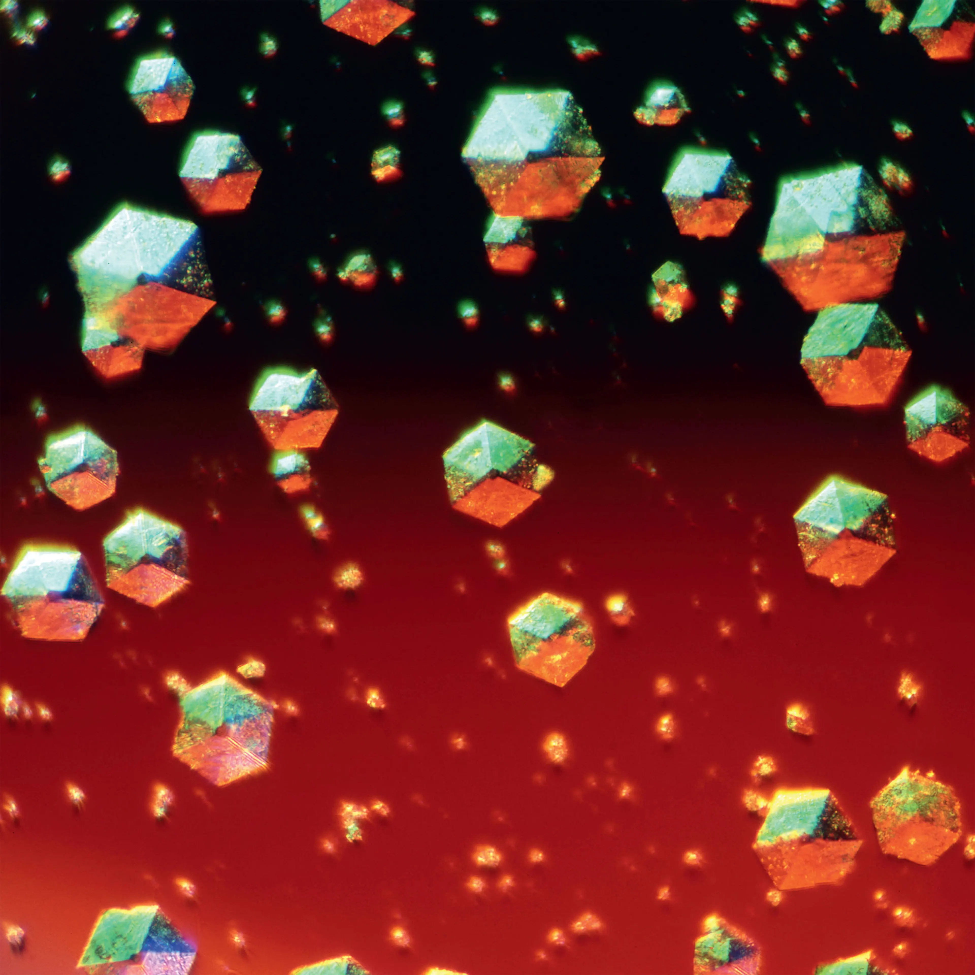 <b>Insulin crystals</b> (polarized light micrograph)