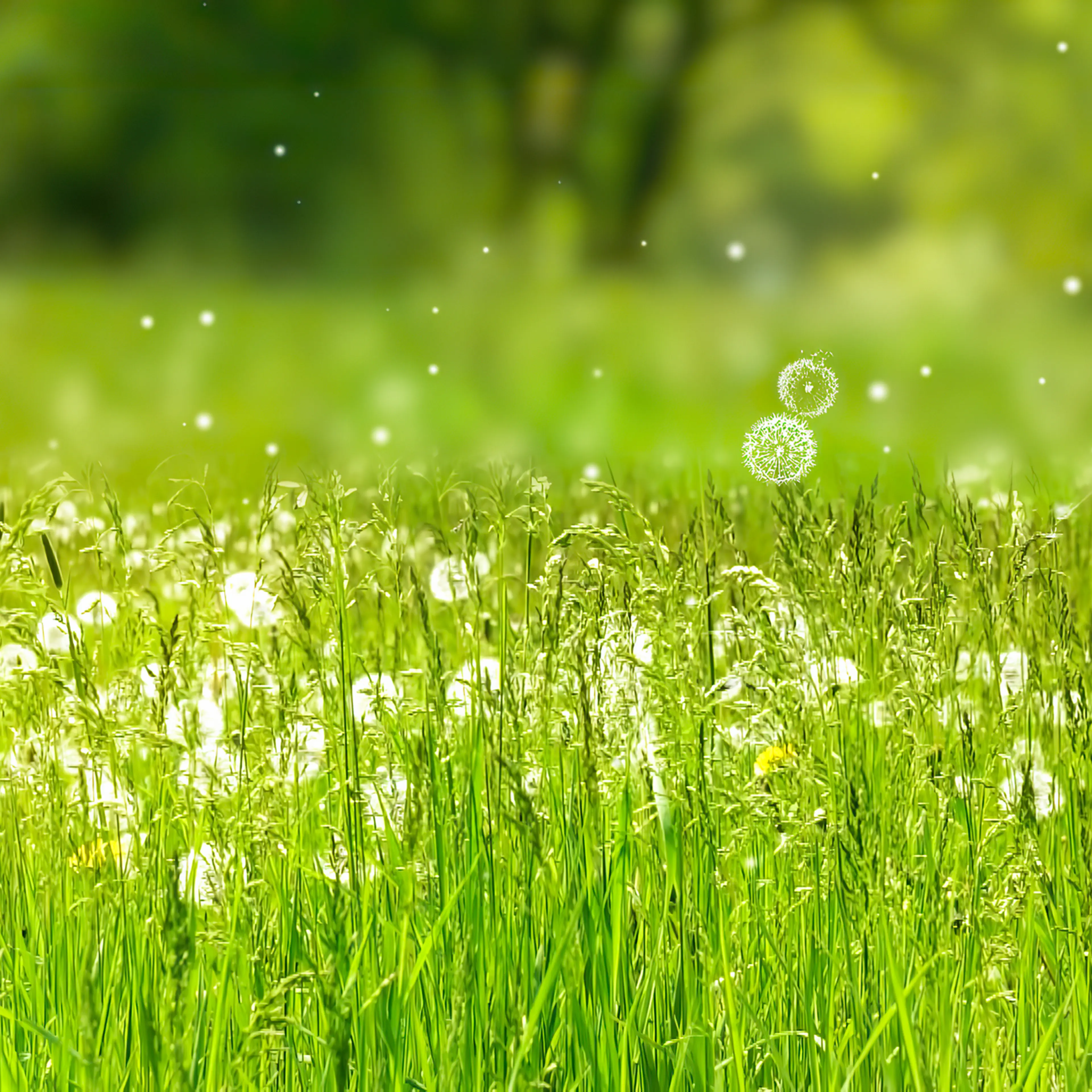 pollen allergy