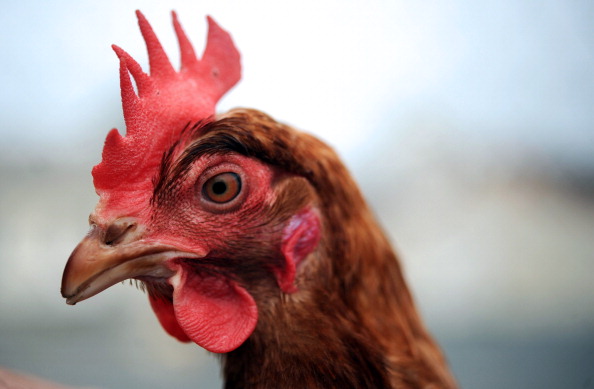 FRANCE-AGRICULTURE-HENS