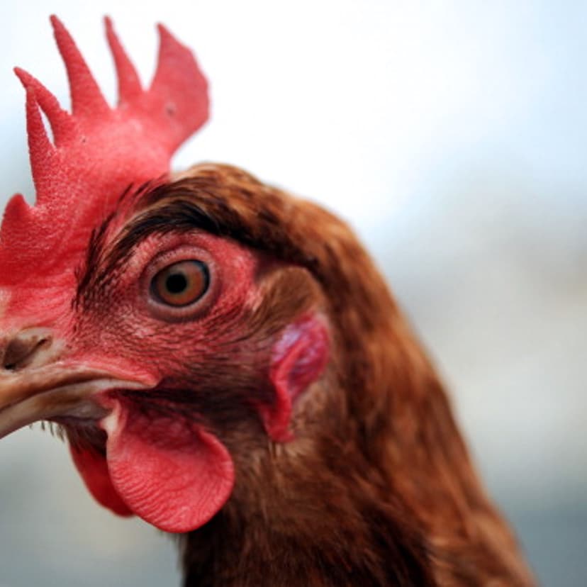 FRANCE-AGRICULTURE-HENS