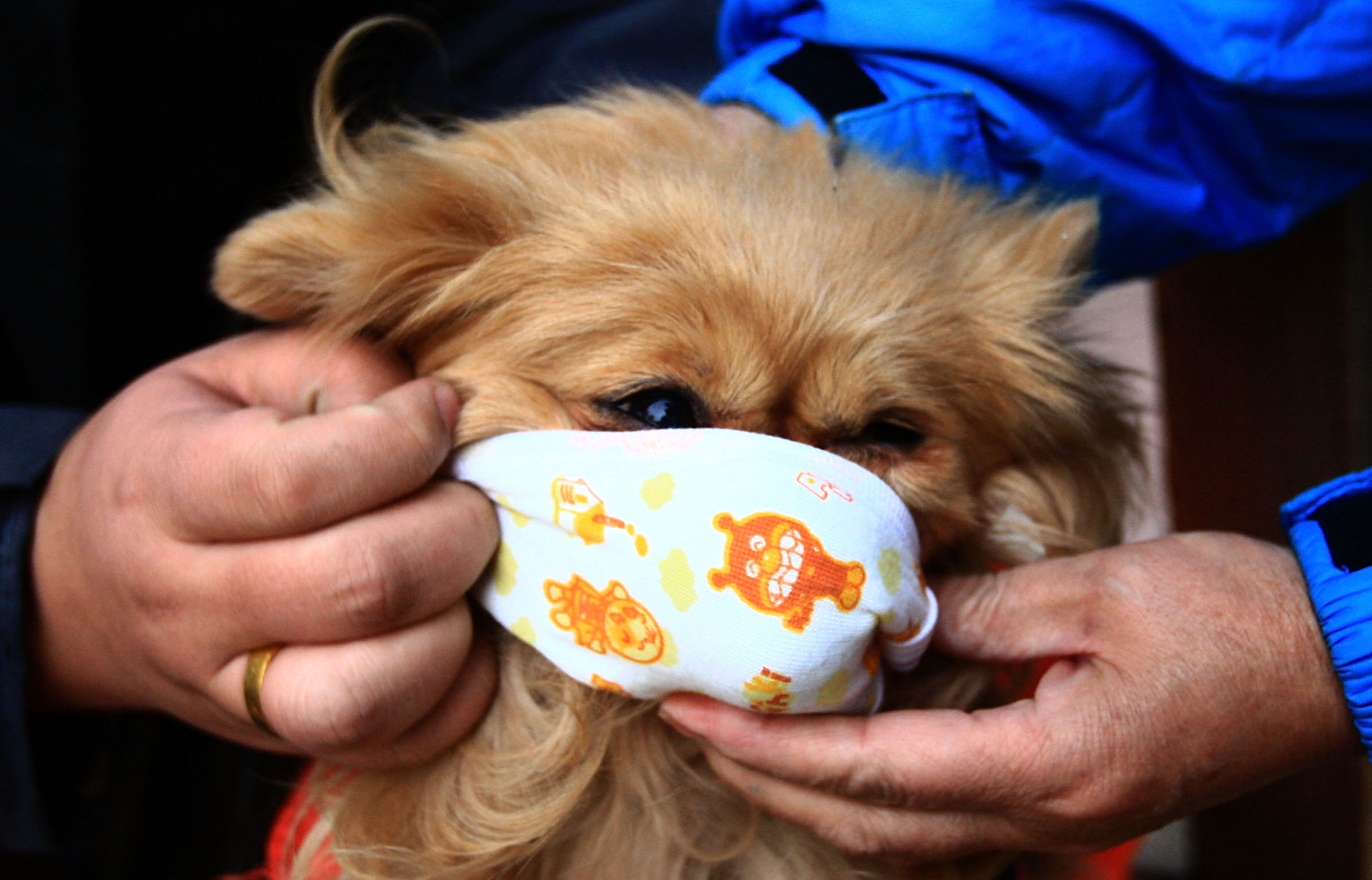 A pet dog wears a mask on a street in Beijing, China, on Dec. 1, 2009.