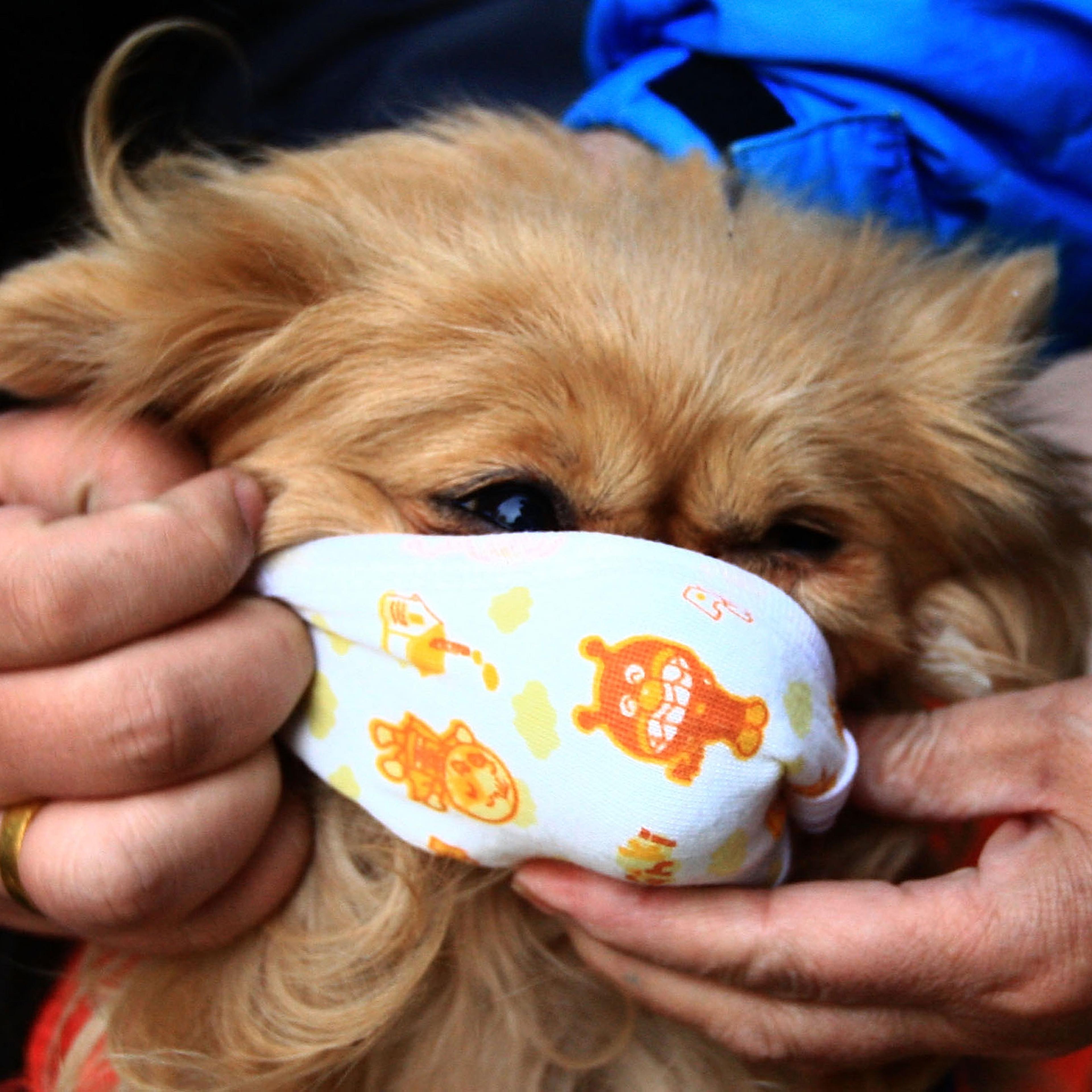 A pet dog wears a mask on a street in Beijing, China, on Dec. 1, 2009.