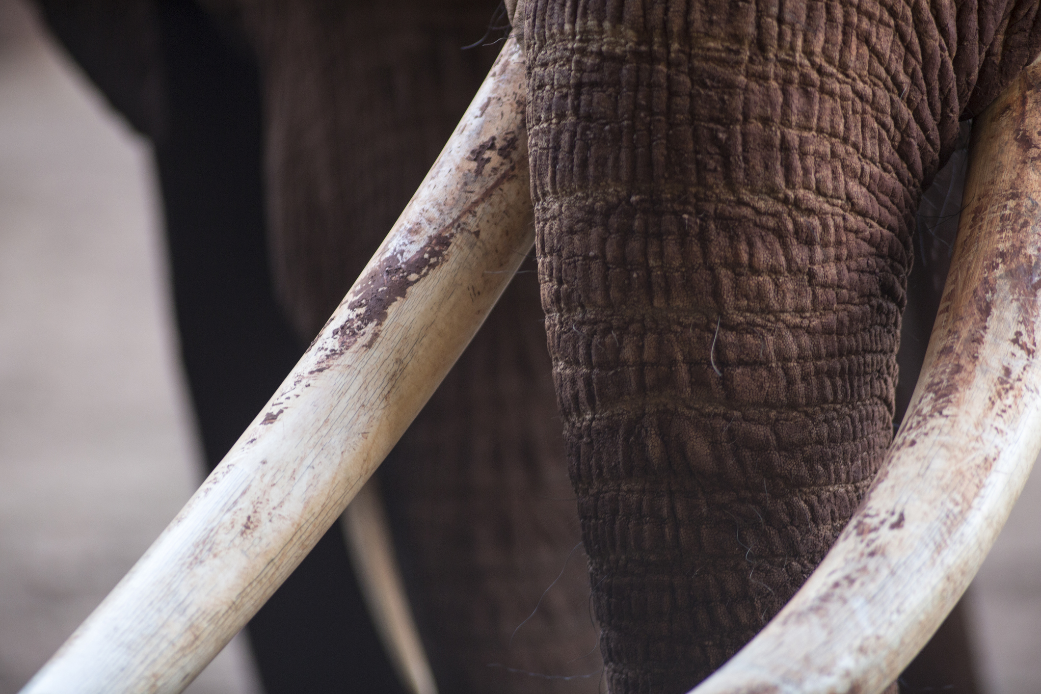Elephant tusks